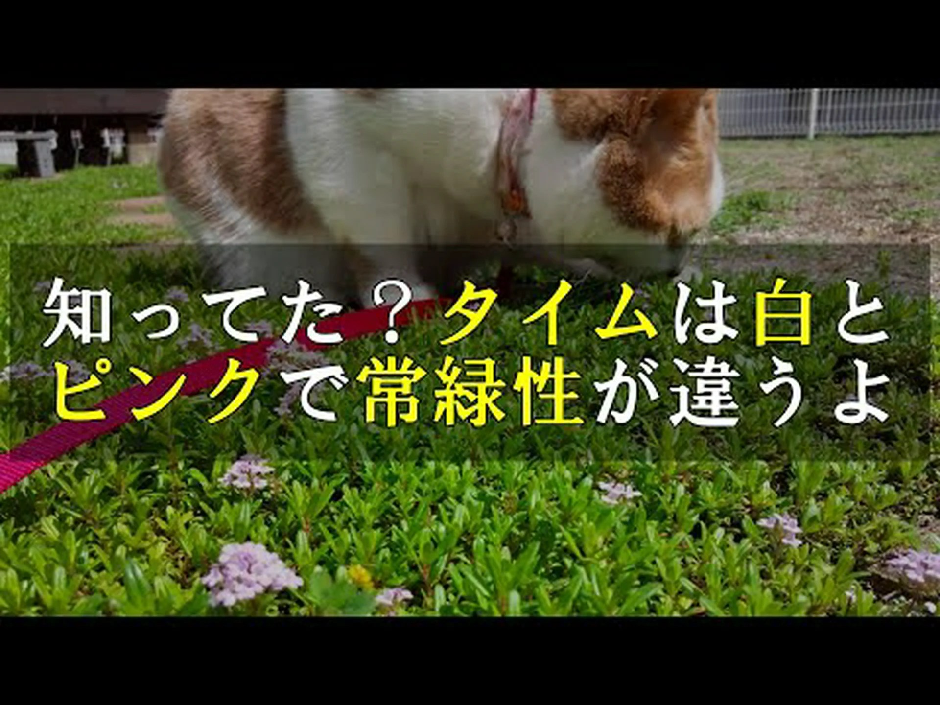 ワイルドタイム、タイム-ワイルドタイム ワイルドタイム、タイム-ワイルドタイム