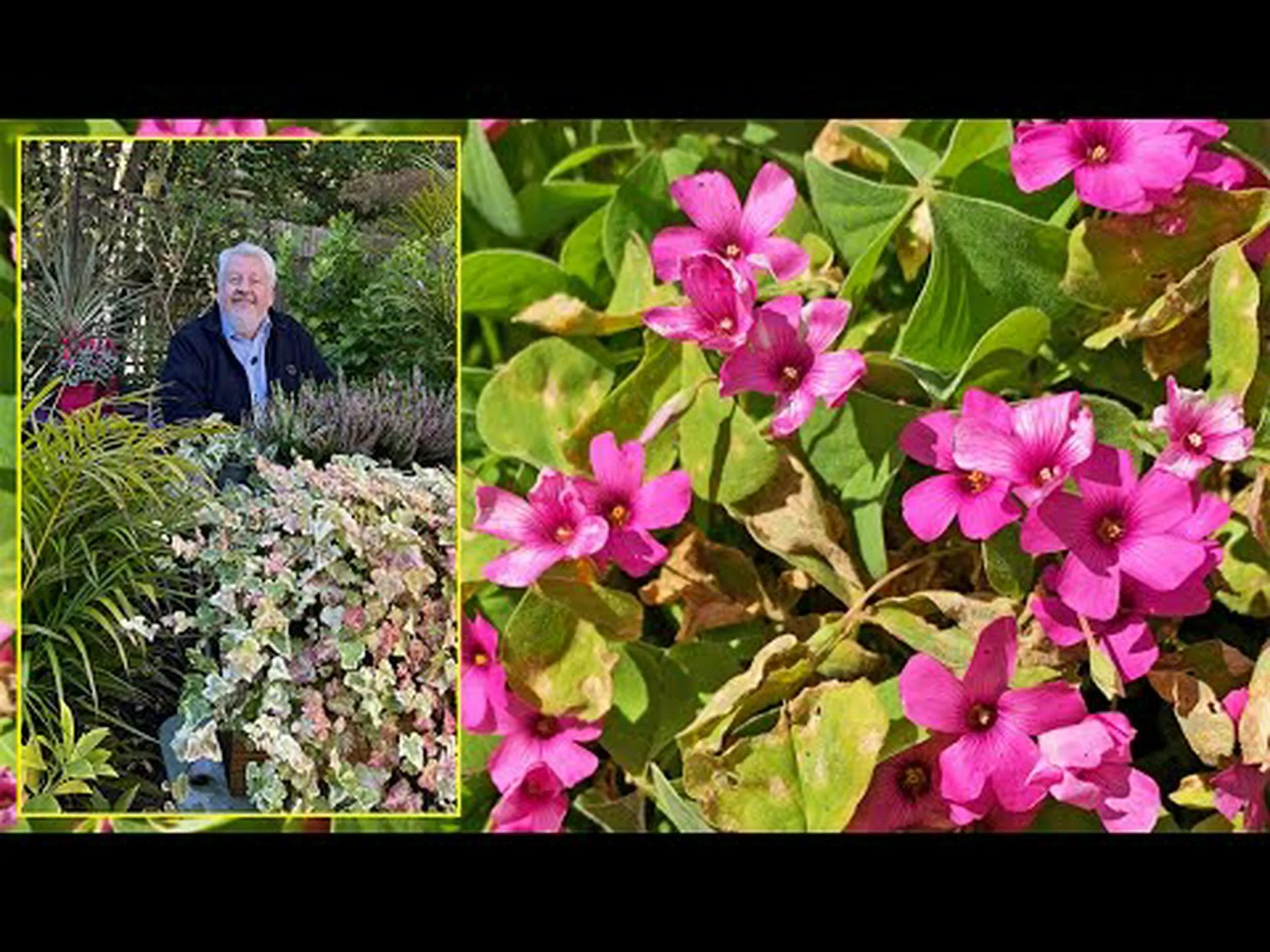 Lysimachus numularis、Herbe aux écus Lysimachus numularis、Herbe aux écus