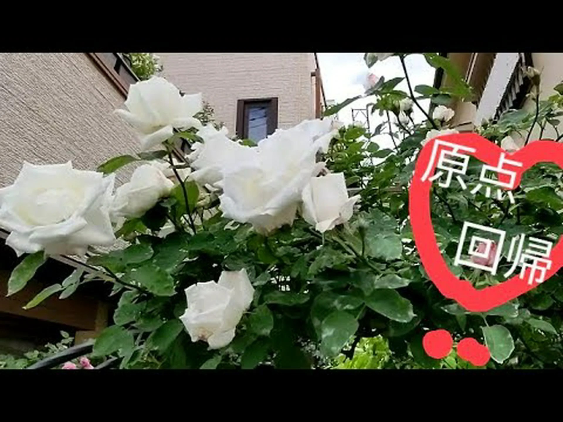 オールドローズの茂み オールドローズの茂み