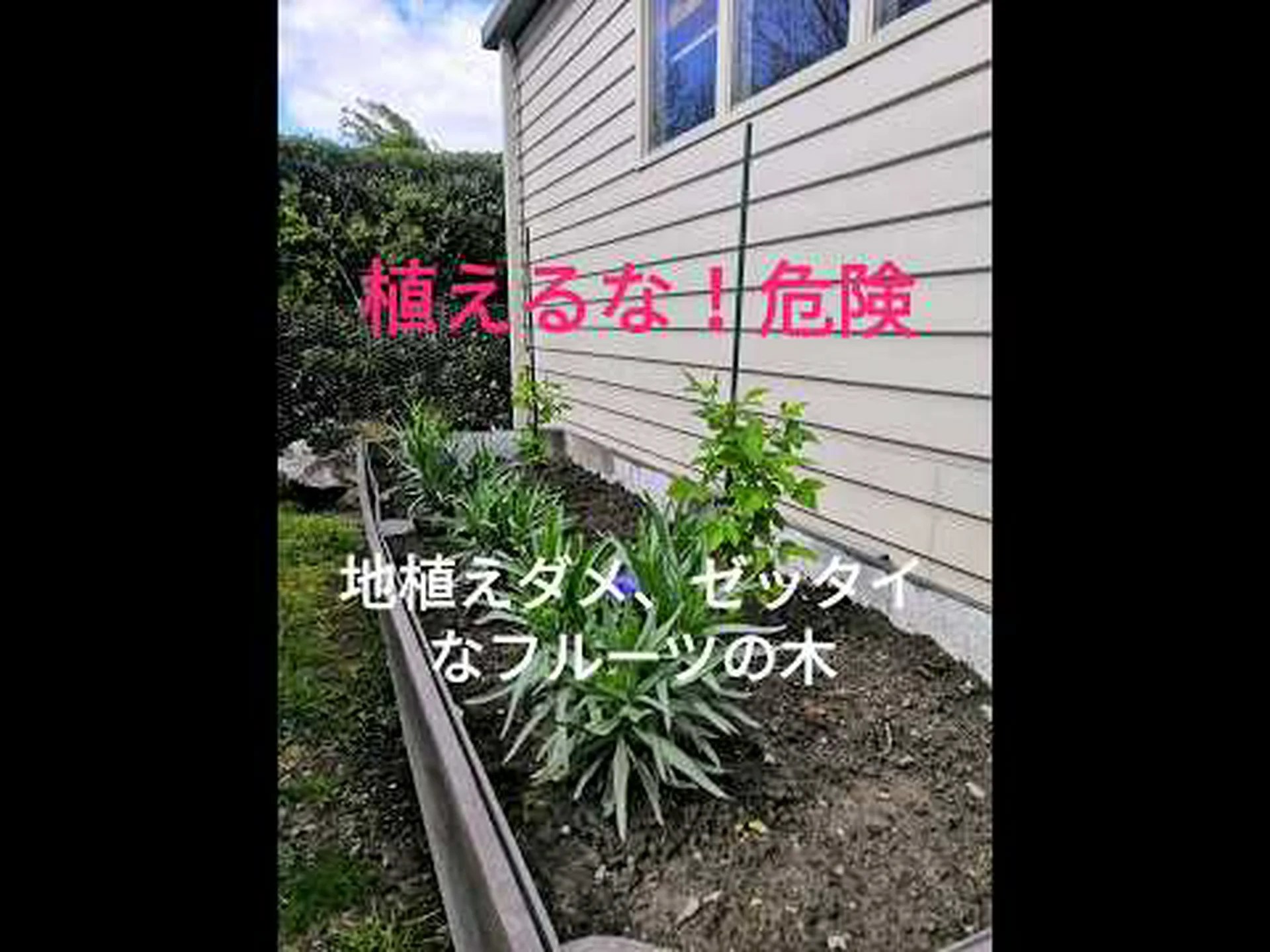 果樹の間伐 果樹の間伐