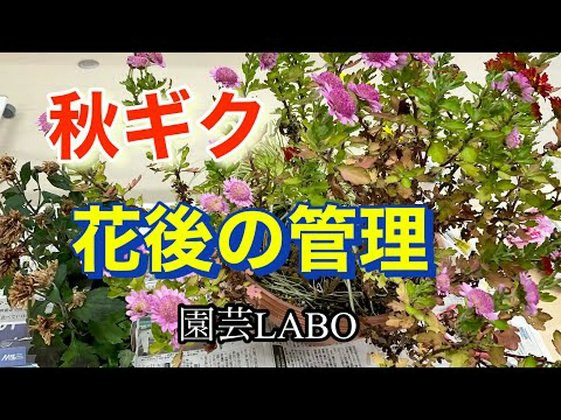 お花屋さんの菊、秋菊 お花屋さんの菊、秋菊