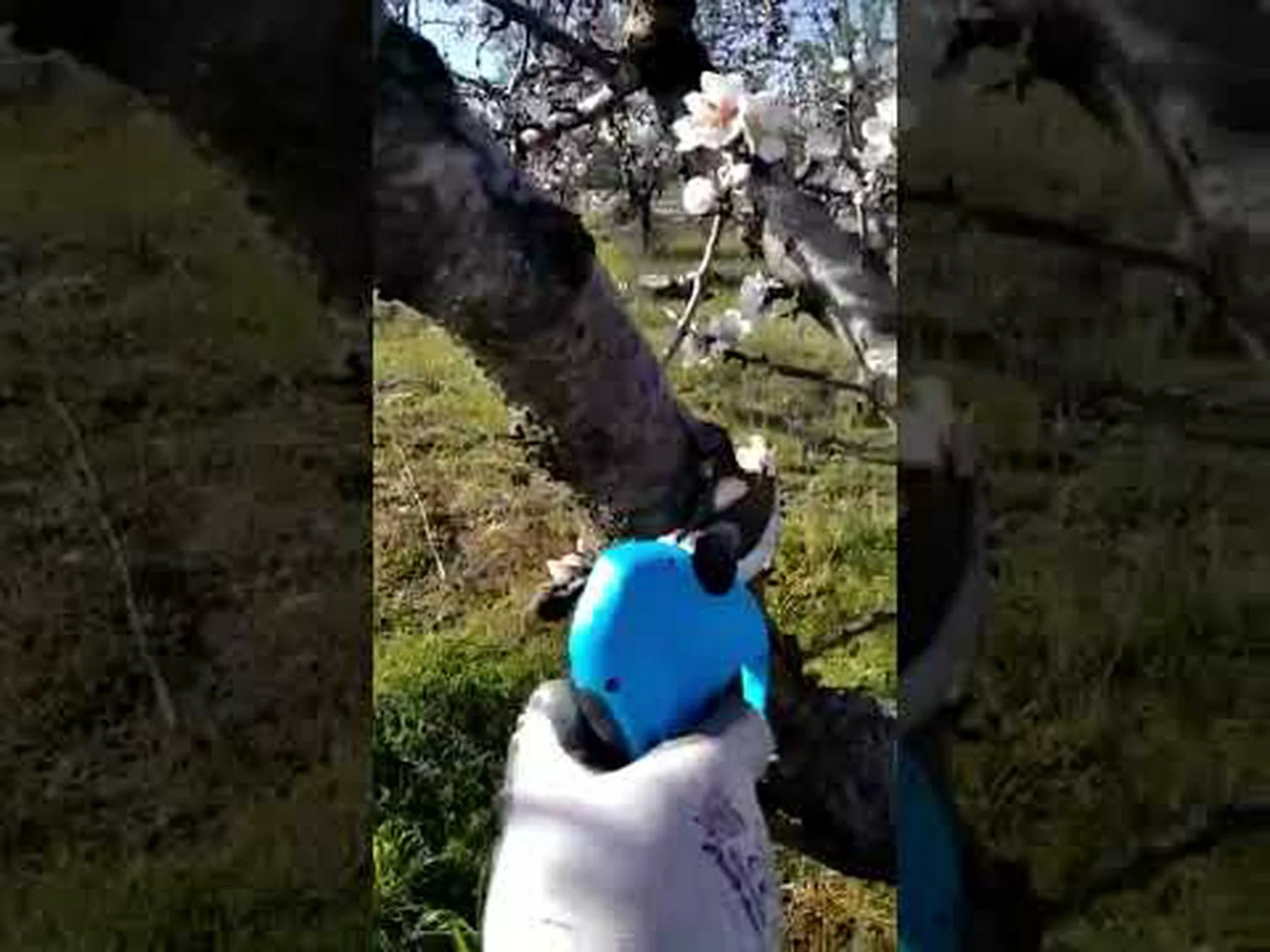 ディスタッフ果樹を剪定する ディスタッフ果樹を剪定する