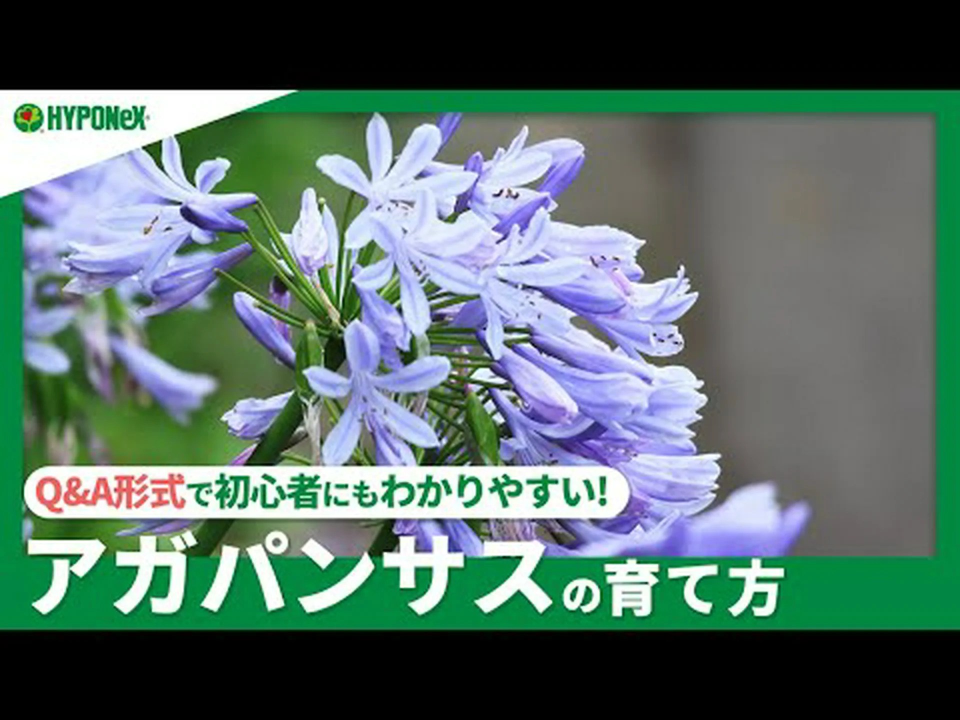 アガパンサスに関するよくある質問 アガパンサスに関するよくある質問