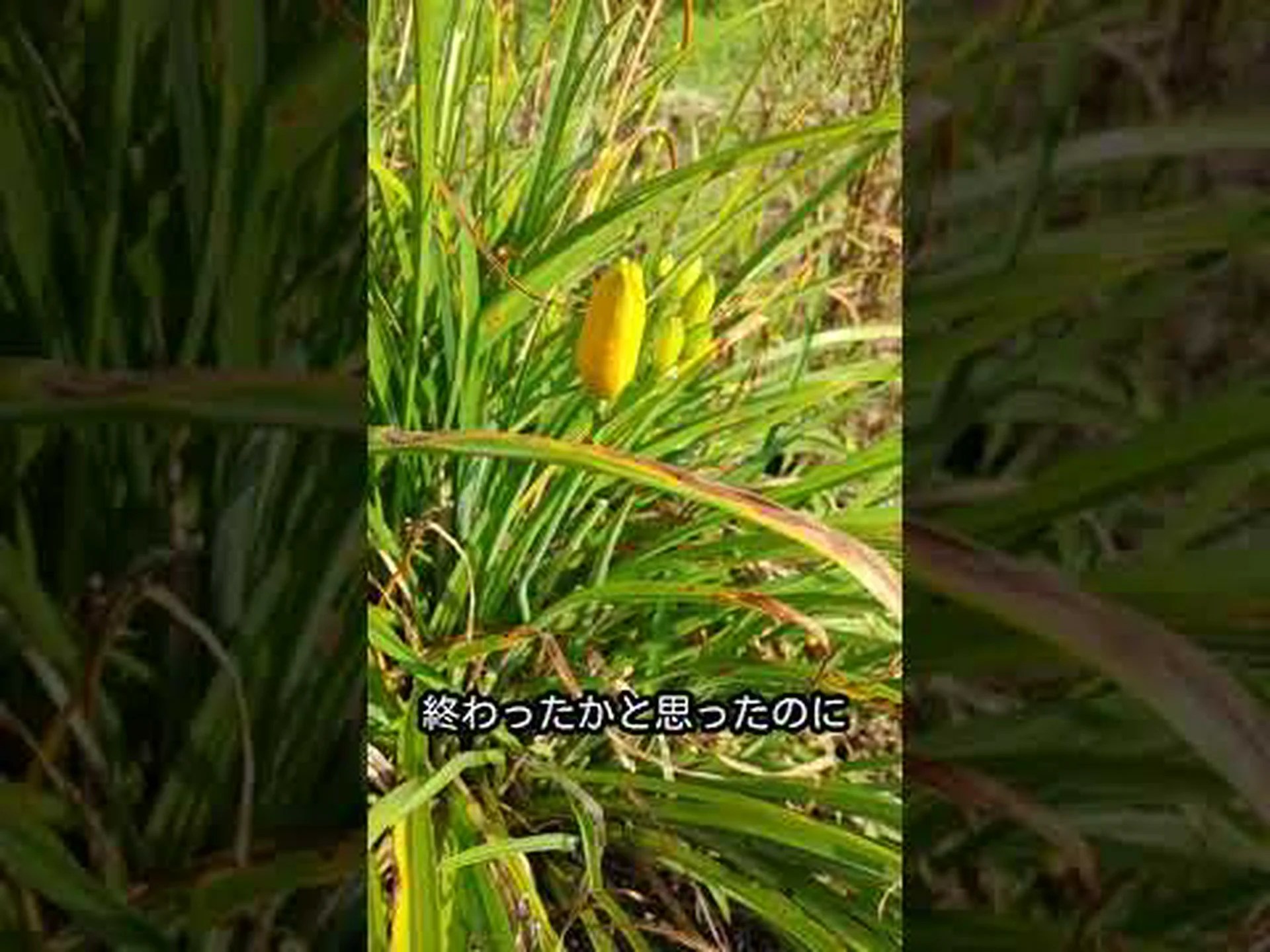 シトリン ヘメロカリス シトリン ヘメロカリス