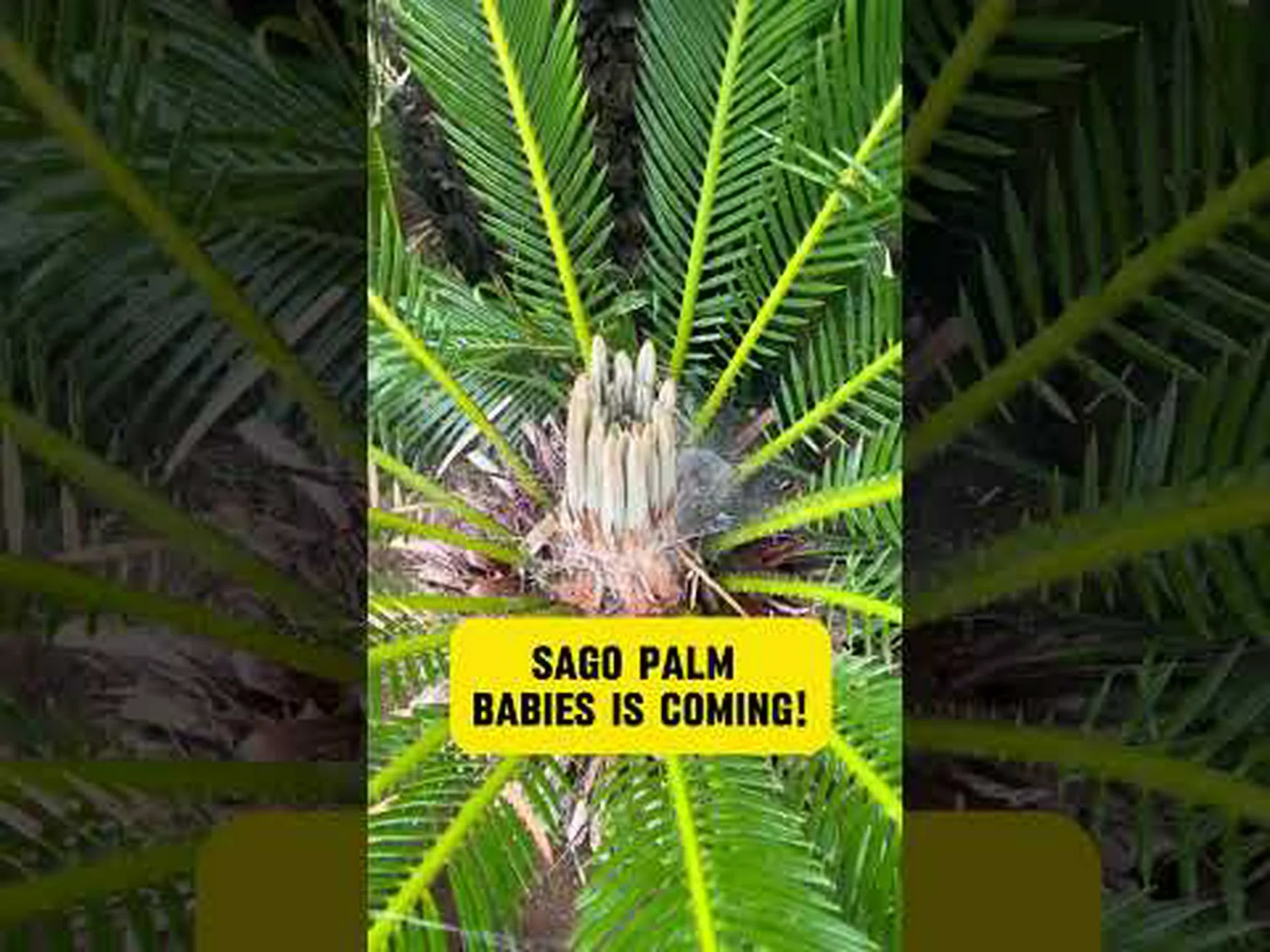 ソテツ、サゴ、サゴヤシ、ピースヤシ ソテツ、サゴ、サゴヤシ、ピースヤシ