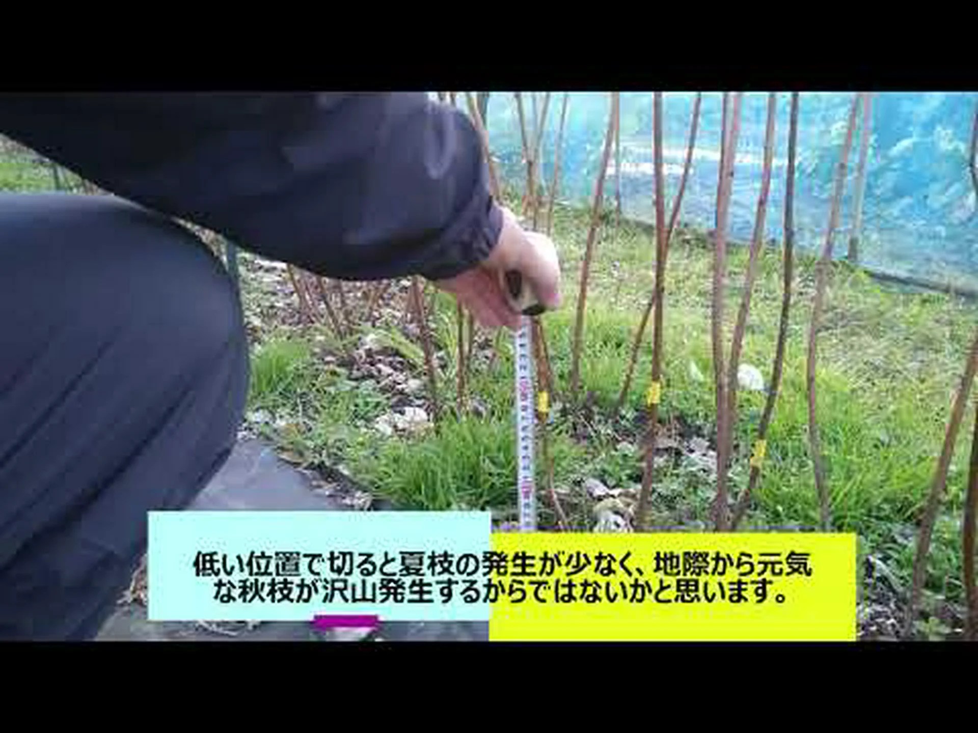 秋のラズベリーの茂みの世話 秋のラズベリーの茂みの世話