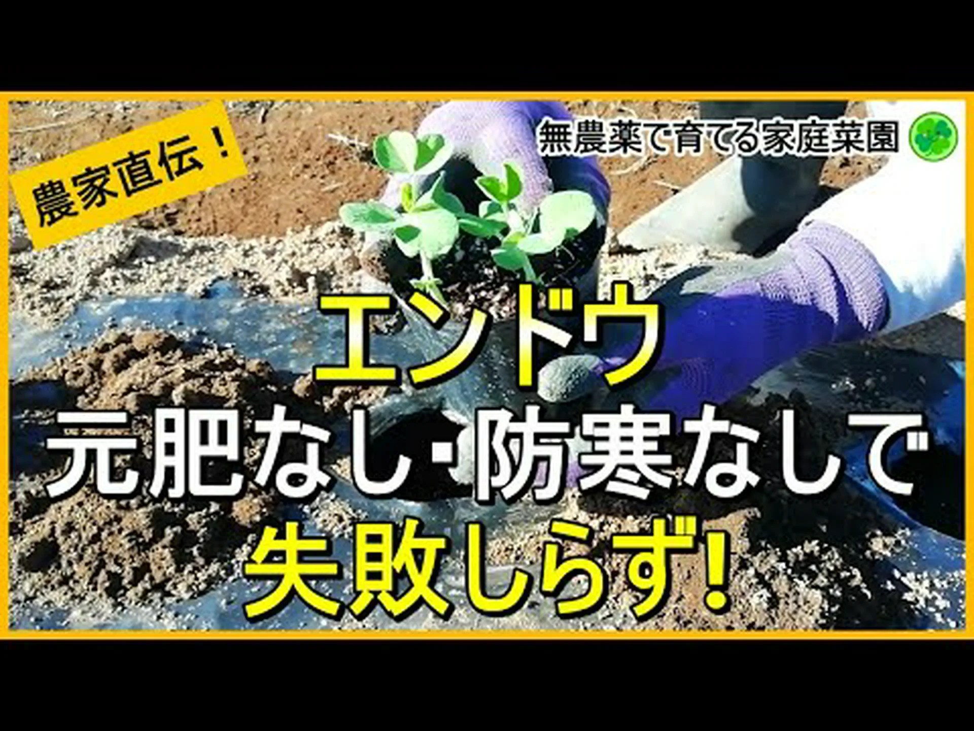 塊茎エンドウ、塊茎エンドウ、すりつぶした栗 塊茎エンドウ、塊茎エンドウ、すりつぶした栗