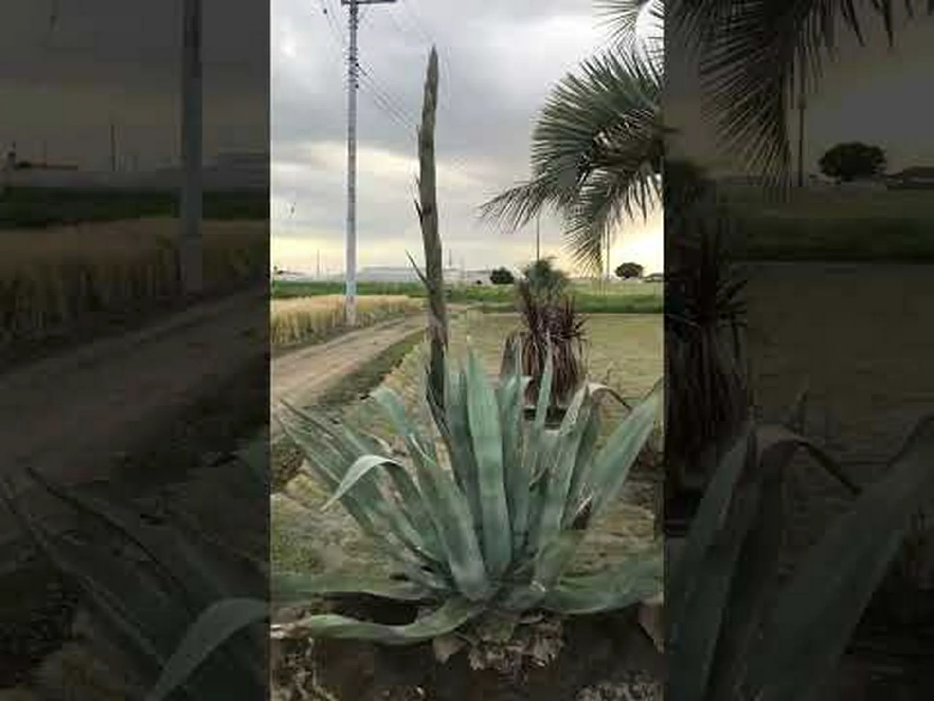 リュウゼツラン ストリクスタ リュウゼツラン ストリクスタ