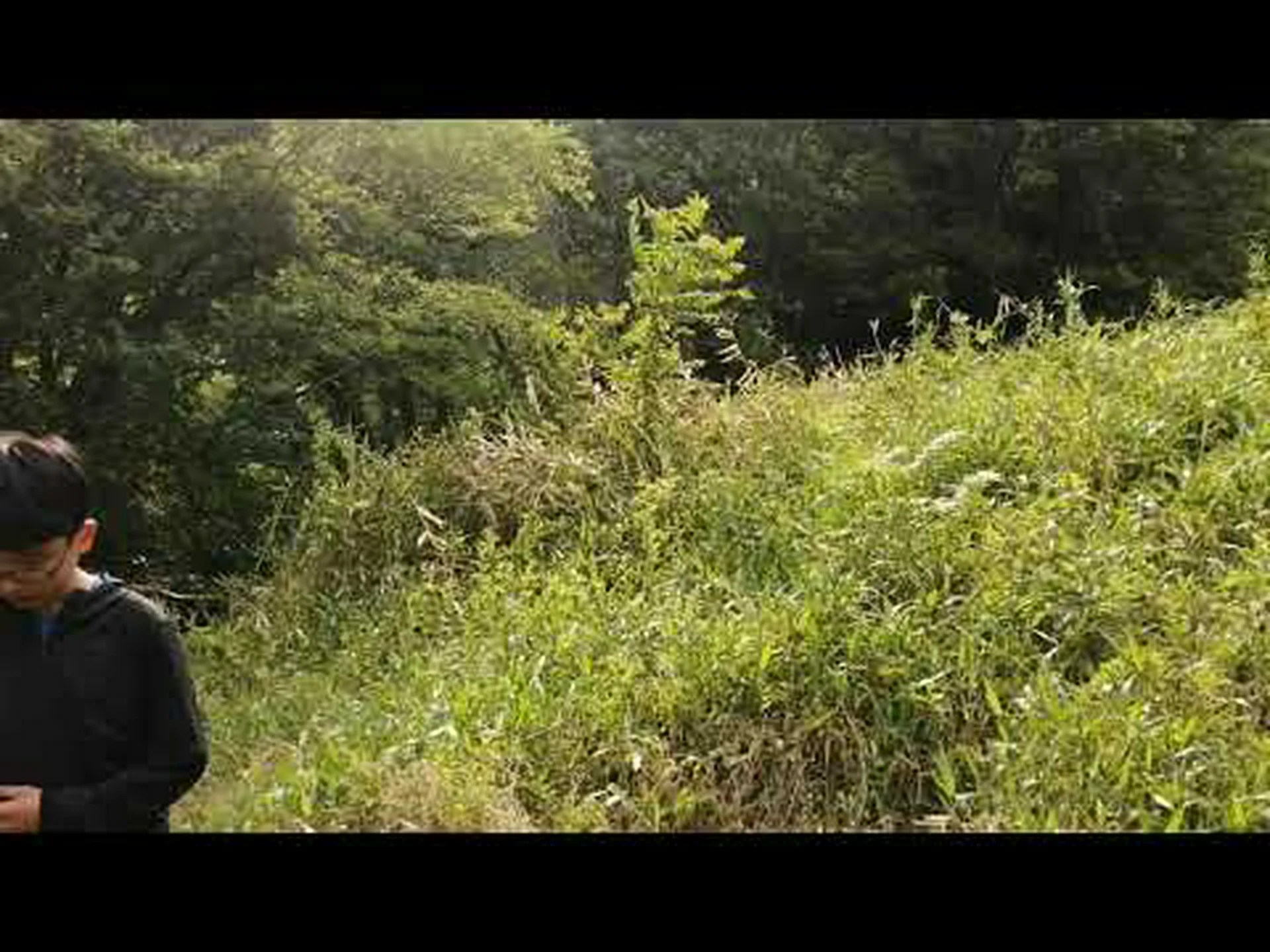 和傘松、コウヤマキ 和傘松、コウヤマキ