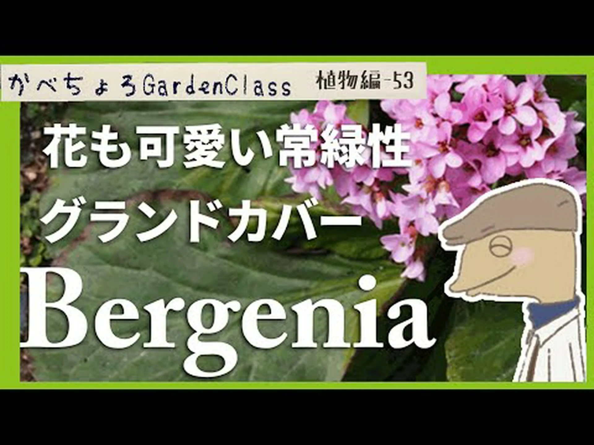 ピレネーユキノシタ ピレネーユキノシタ