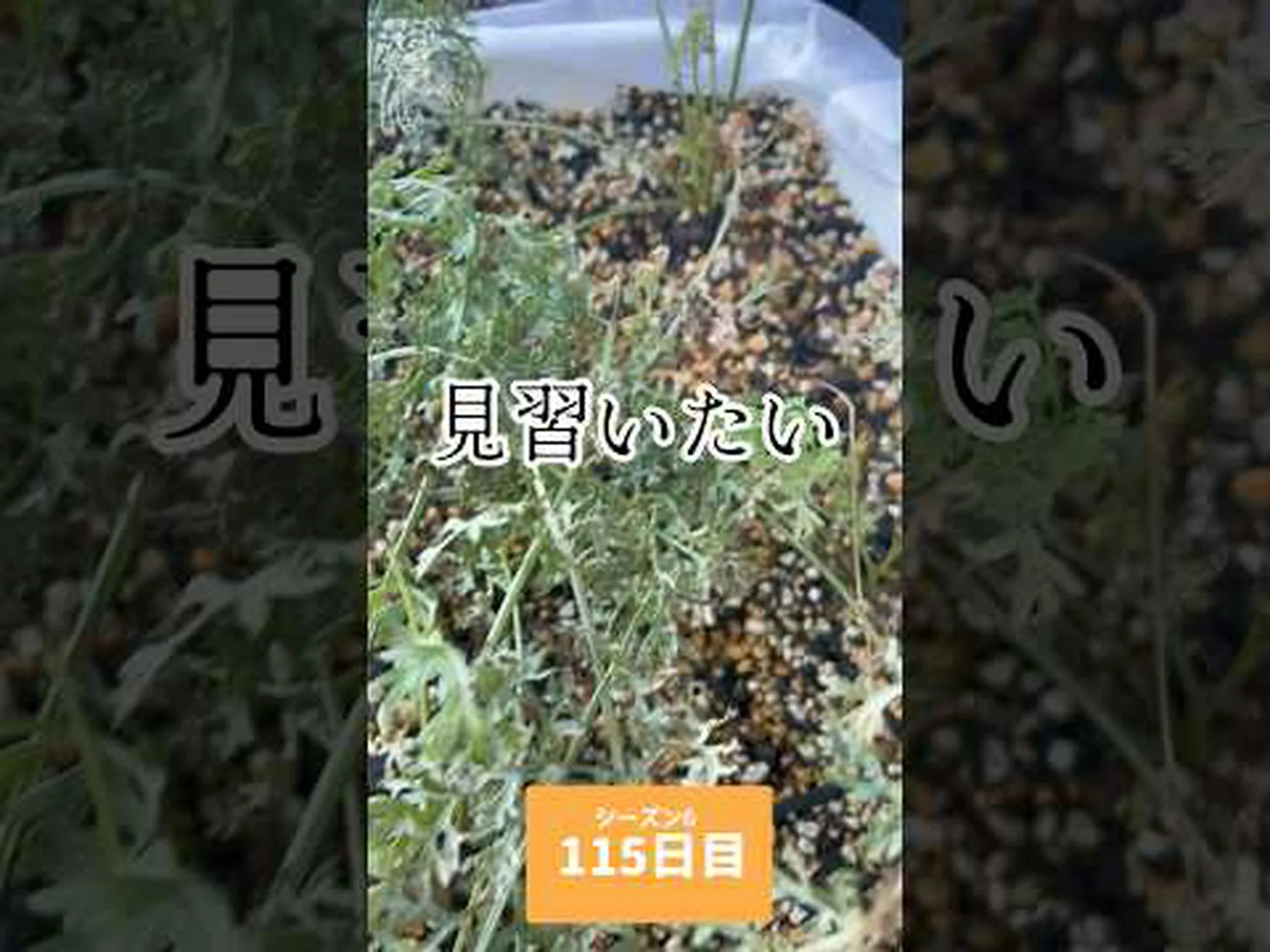 野生ニンジン、フェイクシェルヴィス 野生ニンジン、フェイクシェルヴィス