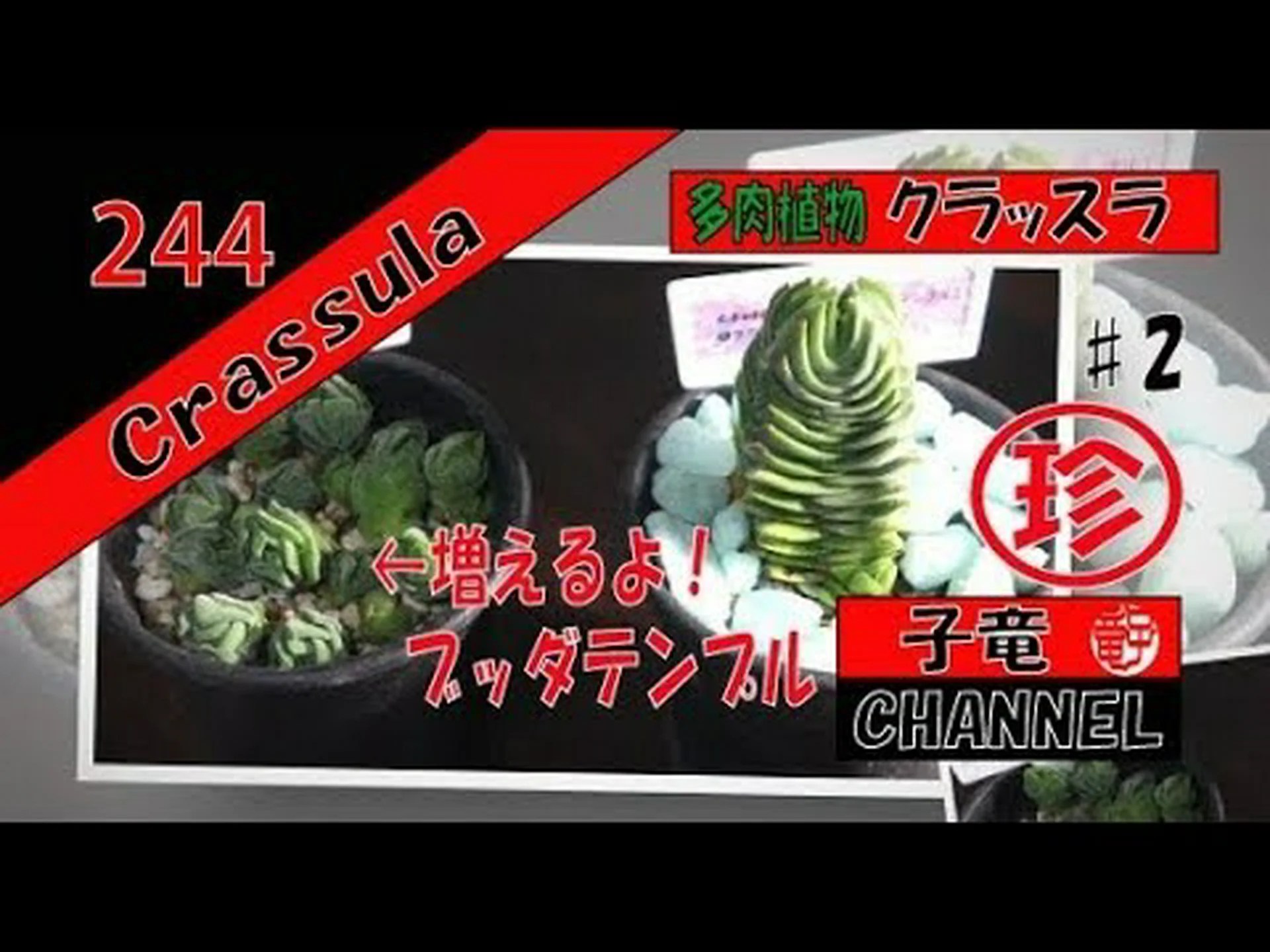 クラッスラ仏陀寺院 クラッスラ仏陀寺院