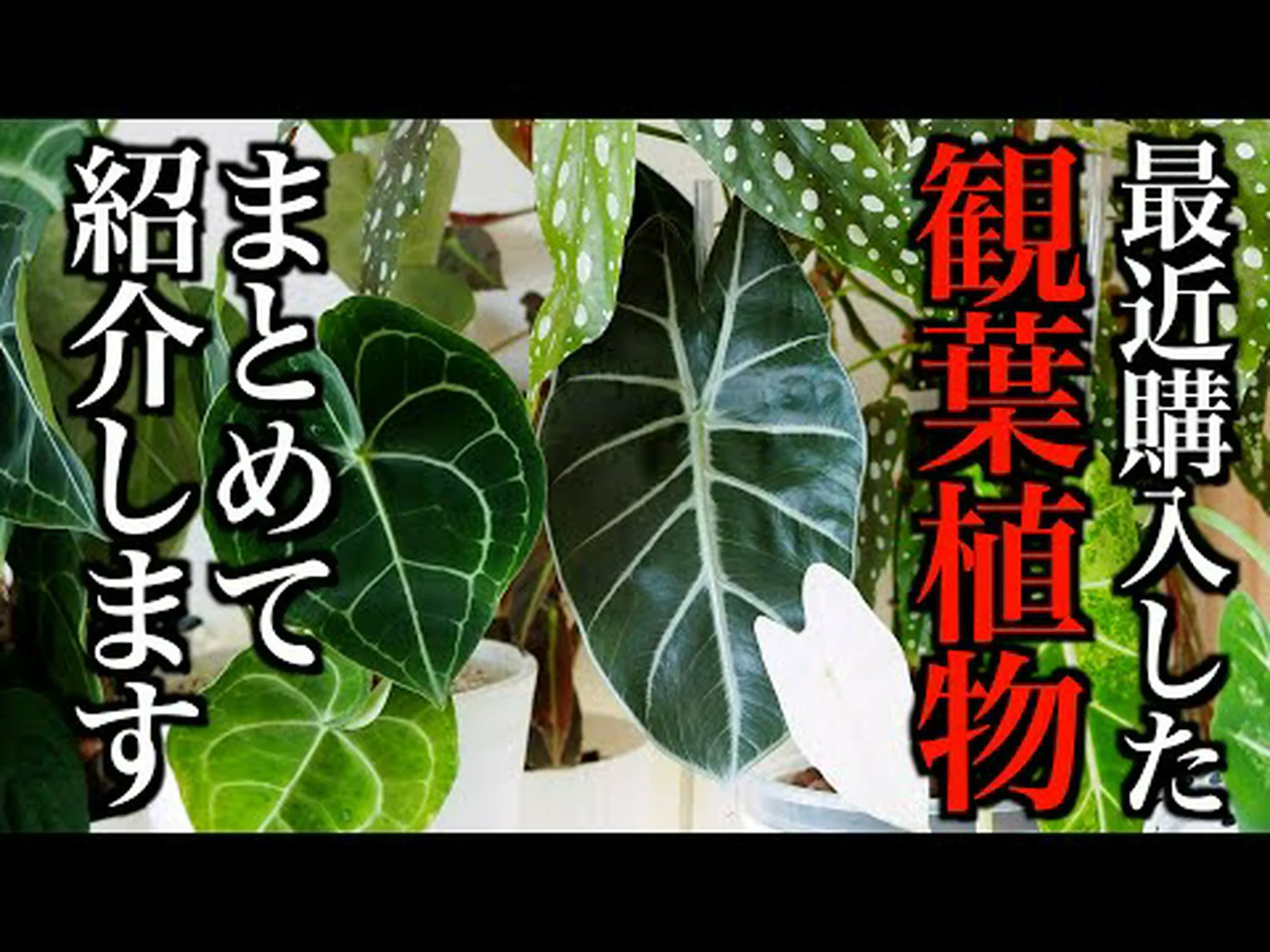 パールミレット、キャンドルミレット パールミレット、キャンドルミレット