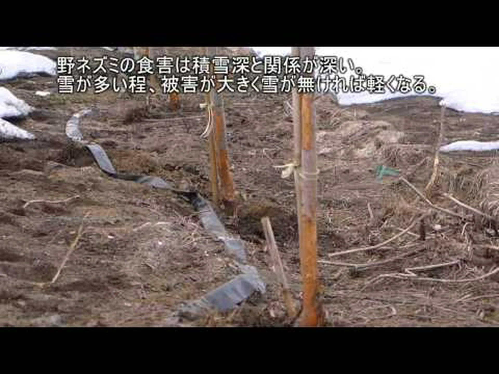 野ネズミ 野ネズミ