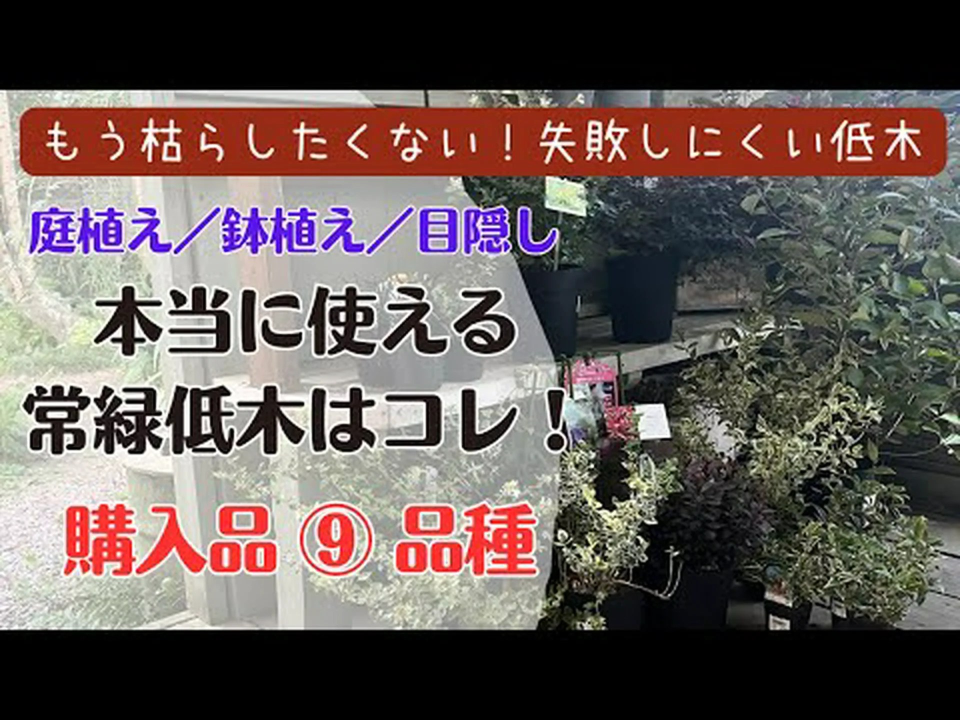 低木ほうれん草、食用の房を持つ常緑野菜 低木ほうれん草、食用の房を持つ常緑野菜