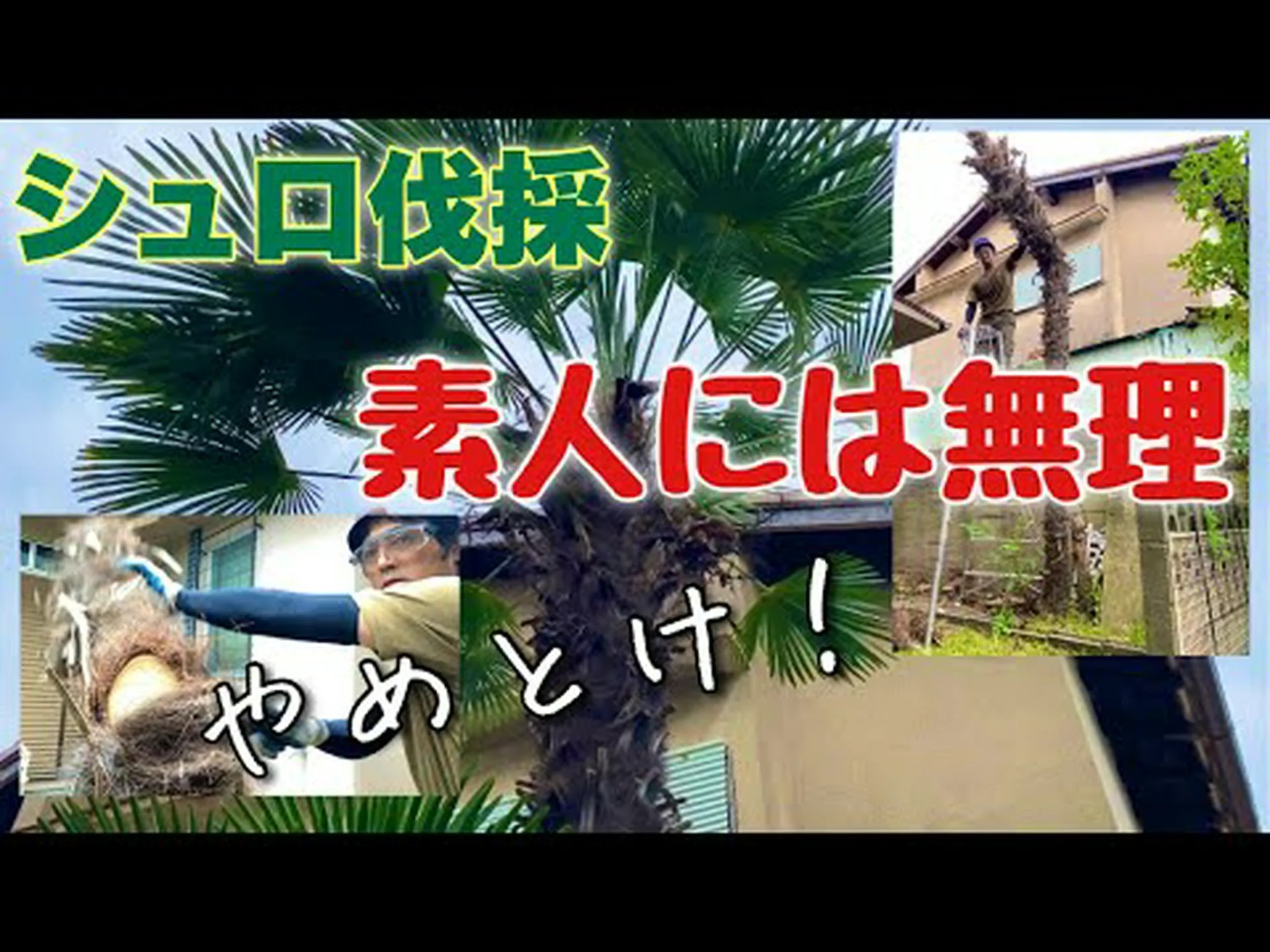 乾燥した木の伐採材 乾燥した木の伐採材