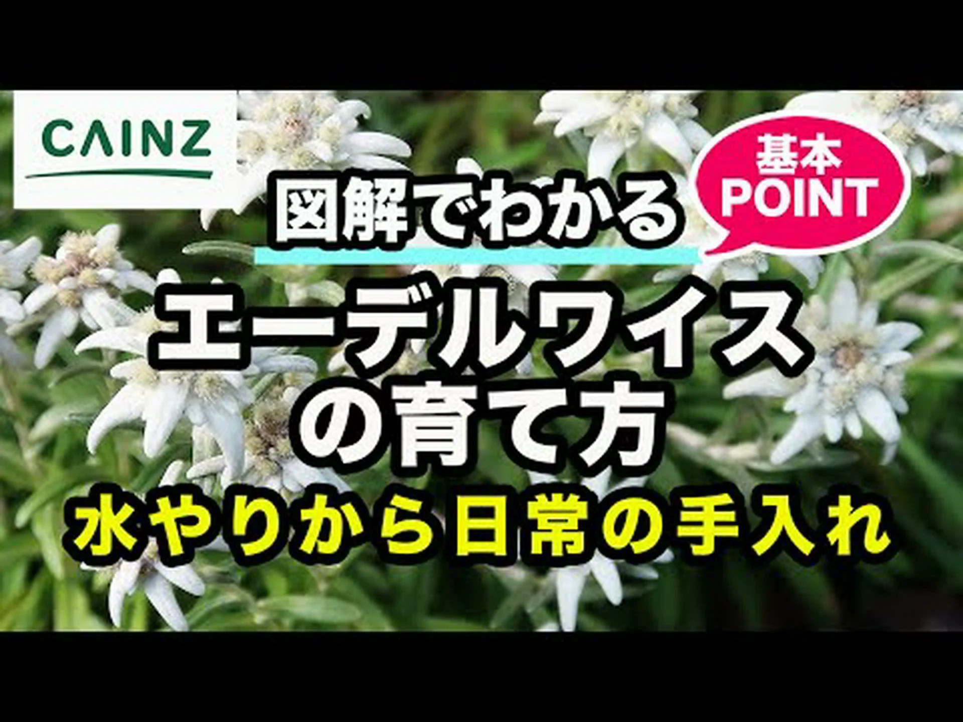 エーデルワイス エーデルワイス