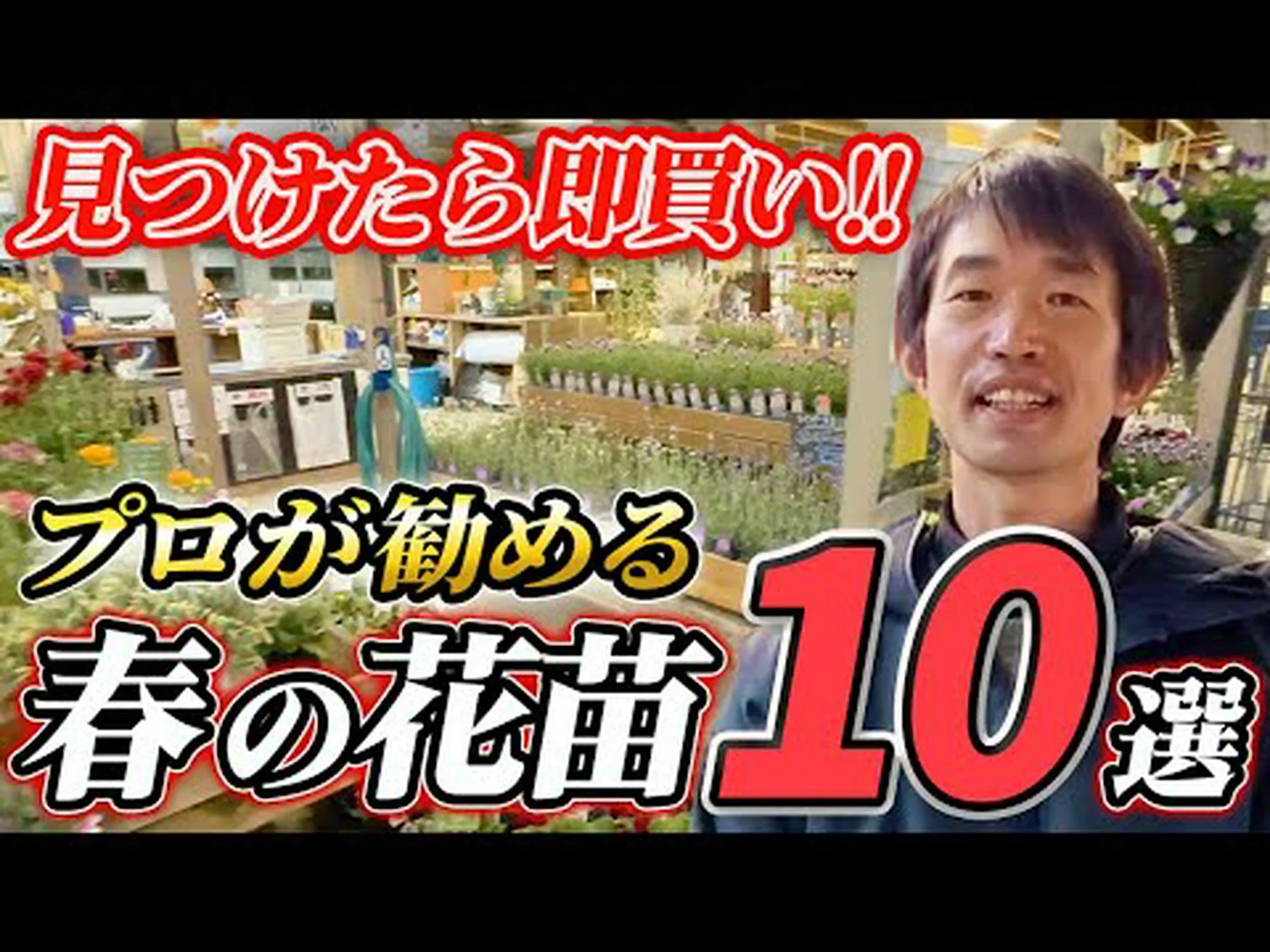 春のウォールフラワー 春のウォールフラワー