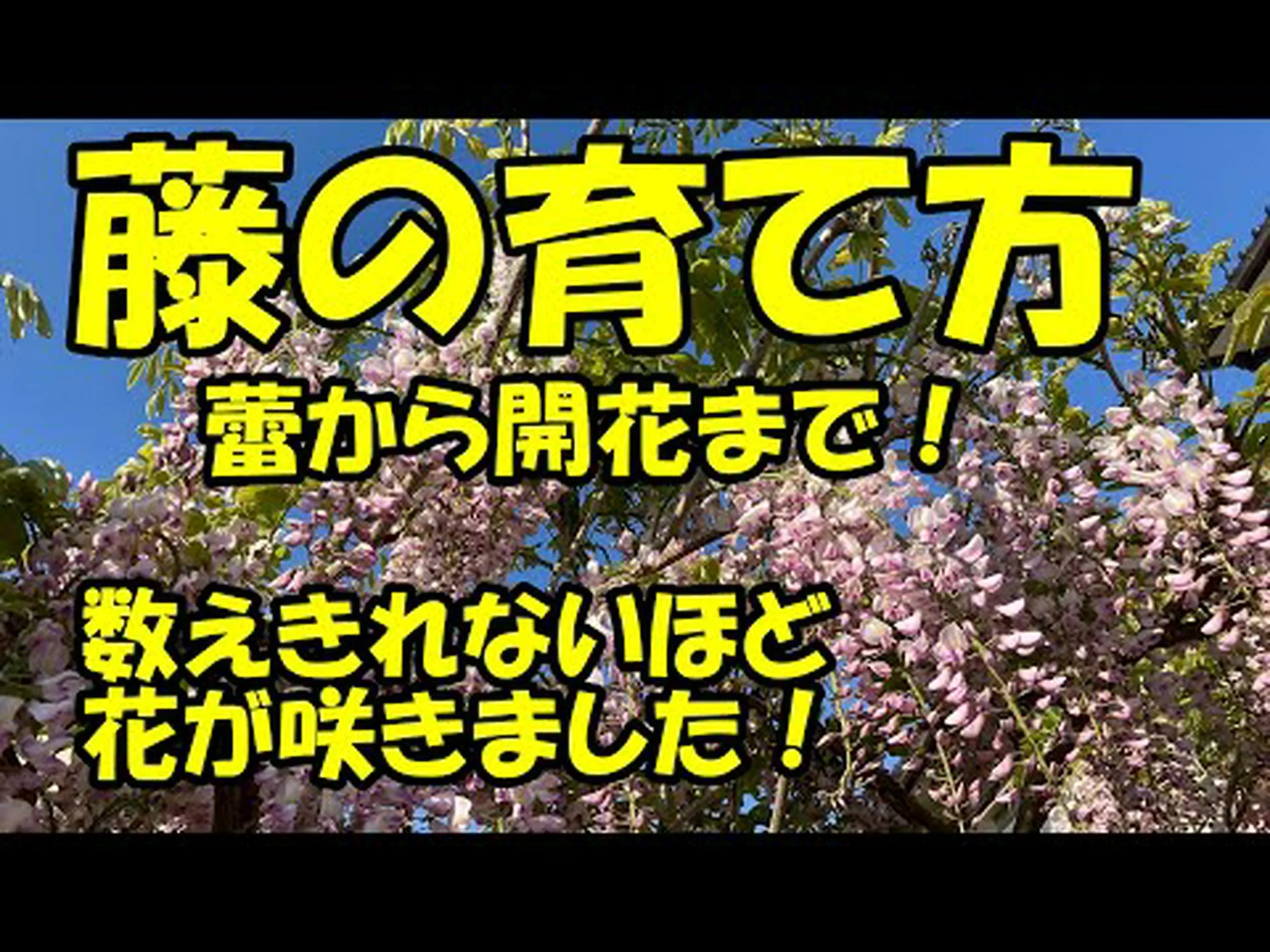 藤、開花した藤 藤、開花した藤