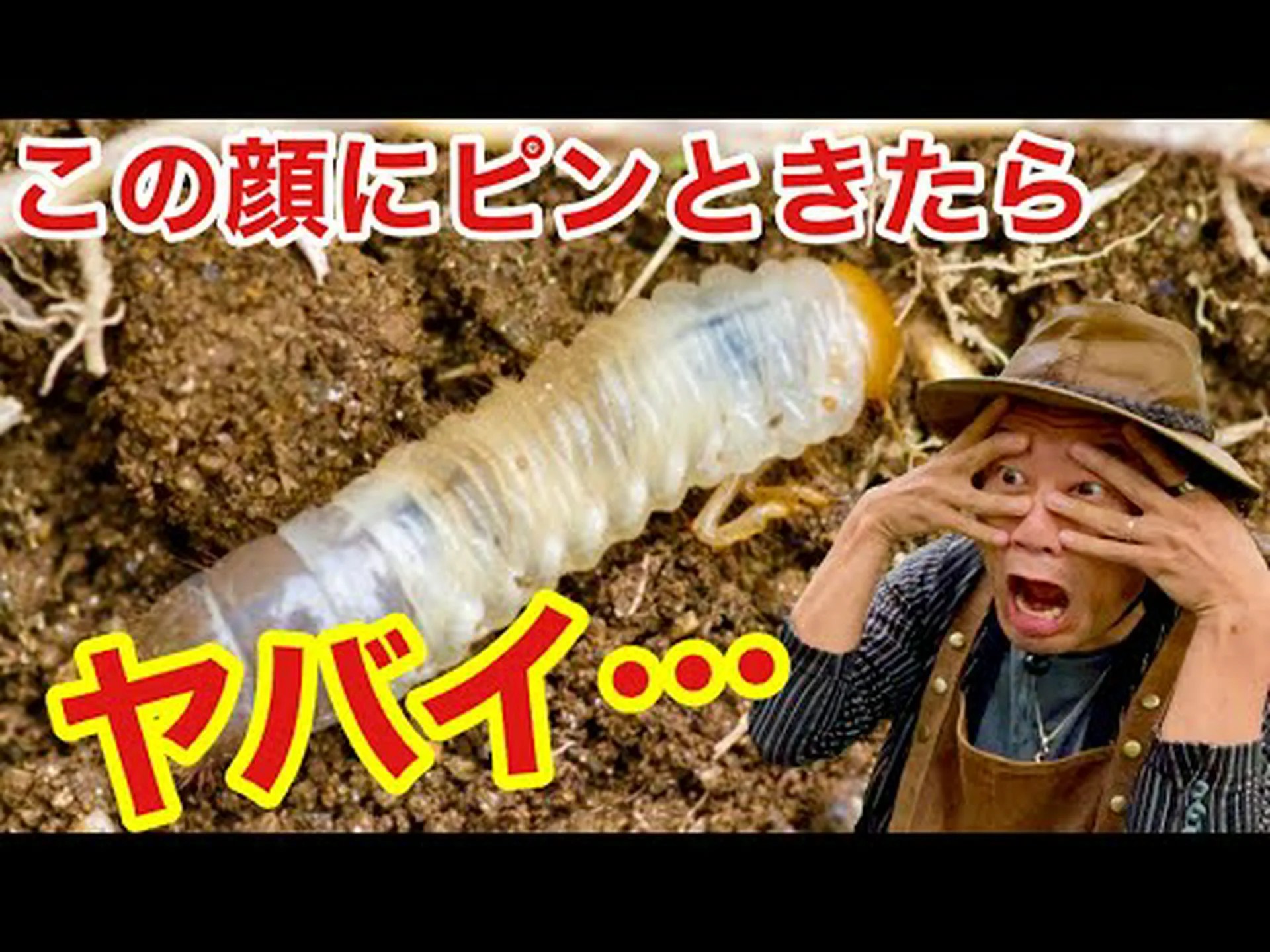 ボヘミアン オリーブの木、エレアグナス、狭葉のコガネムシ ボヘミアン オリーブの木、エレアグナス、狭葉のコガネムシ