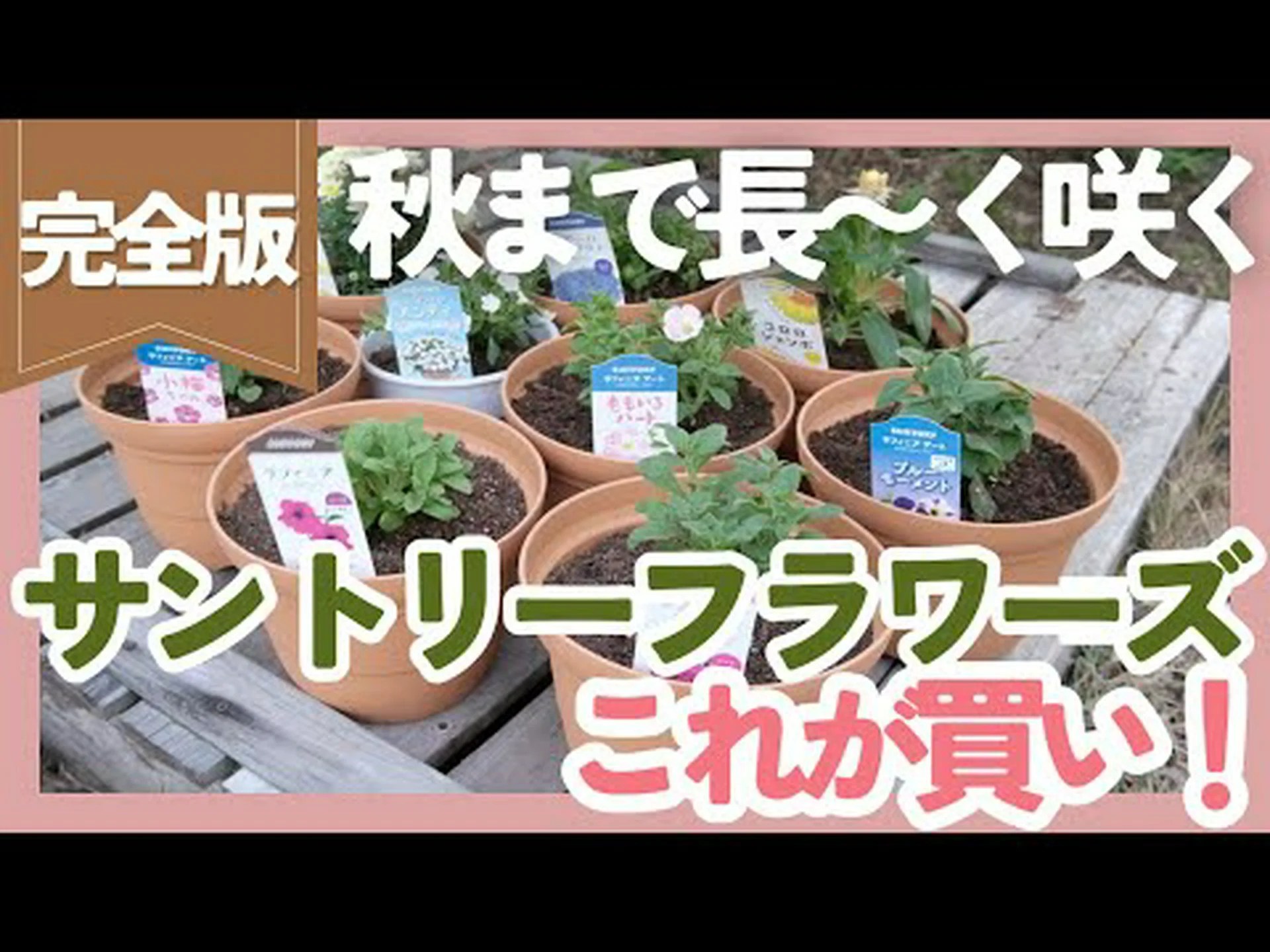 サントリーナ小ヒノキ、サントリーナグレー サントリーナ小ヒノキ、サントリーナグレー