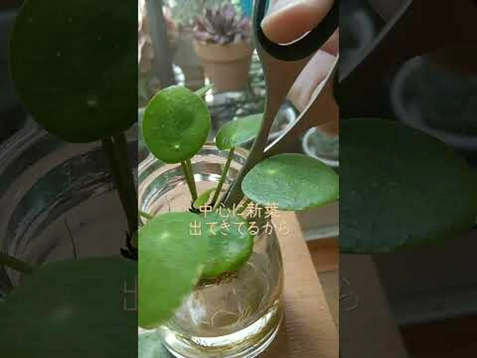 中国のお金の植物、宣教師の植物、ペペロミアの葉ピレア 中国のお金の植物、宣教師の植物、ペペロミアの葉ピレア