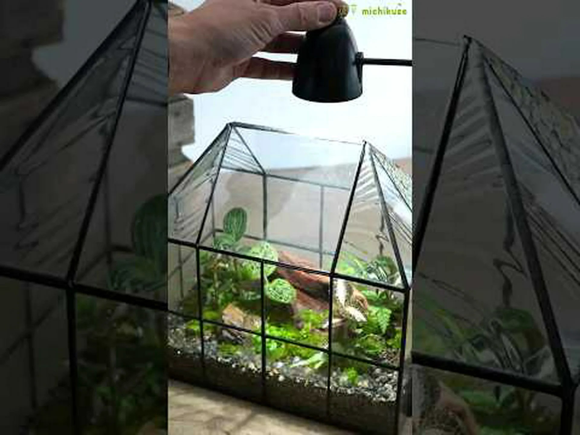 コメットオーキッド コメットオーキッド