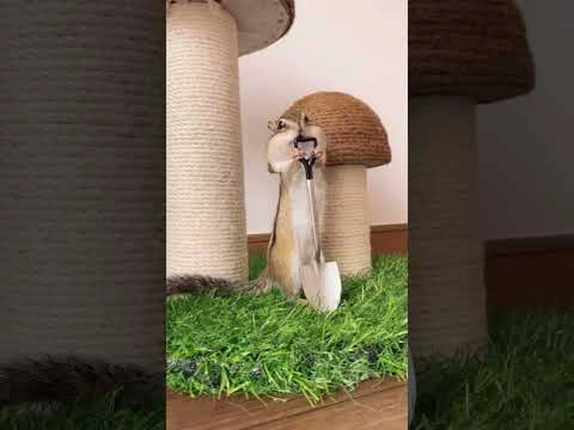 シマリス、Respountchoous シマリス、Respountchoous