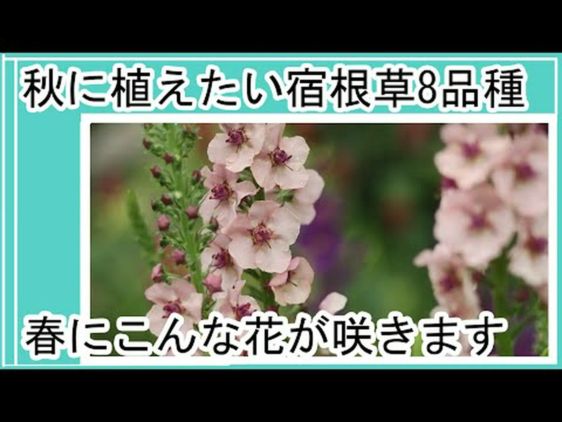ストラスブール大学の植物園 ストラスブール大学の植物園