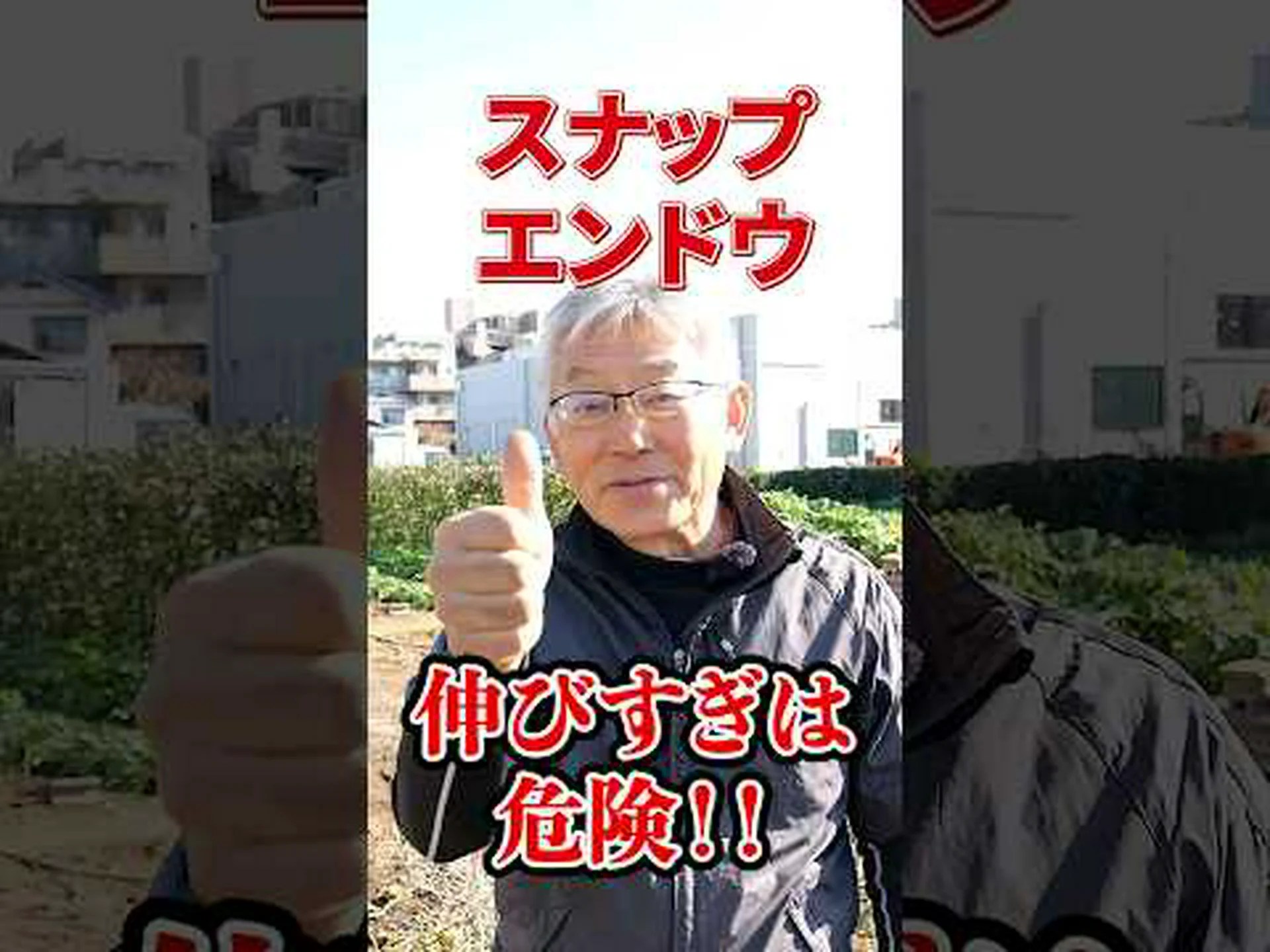 サヤエンドウ、菜園からキッチンまで サヤエンドウ、菜園からキッチンまで