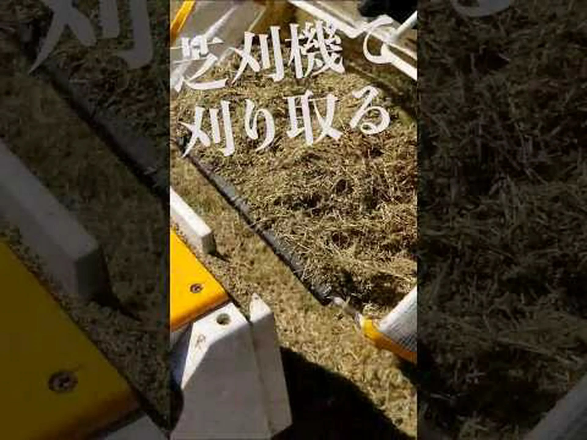 干ばつで傷んだ芝生のメンテナンスは? 干ばつで傷んだ芝生のメンテナンスは?