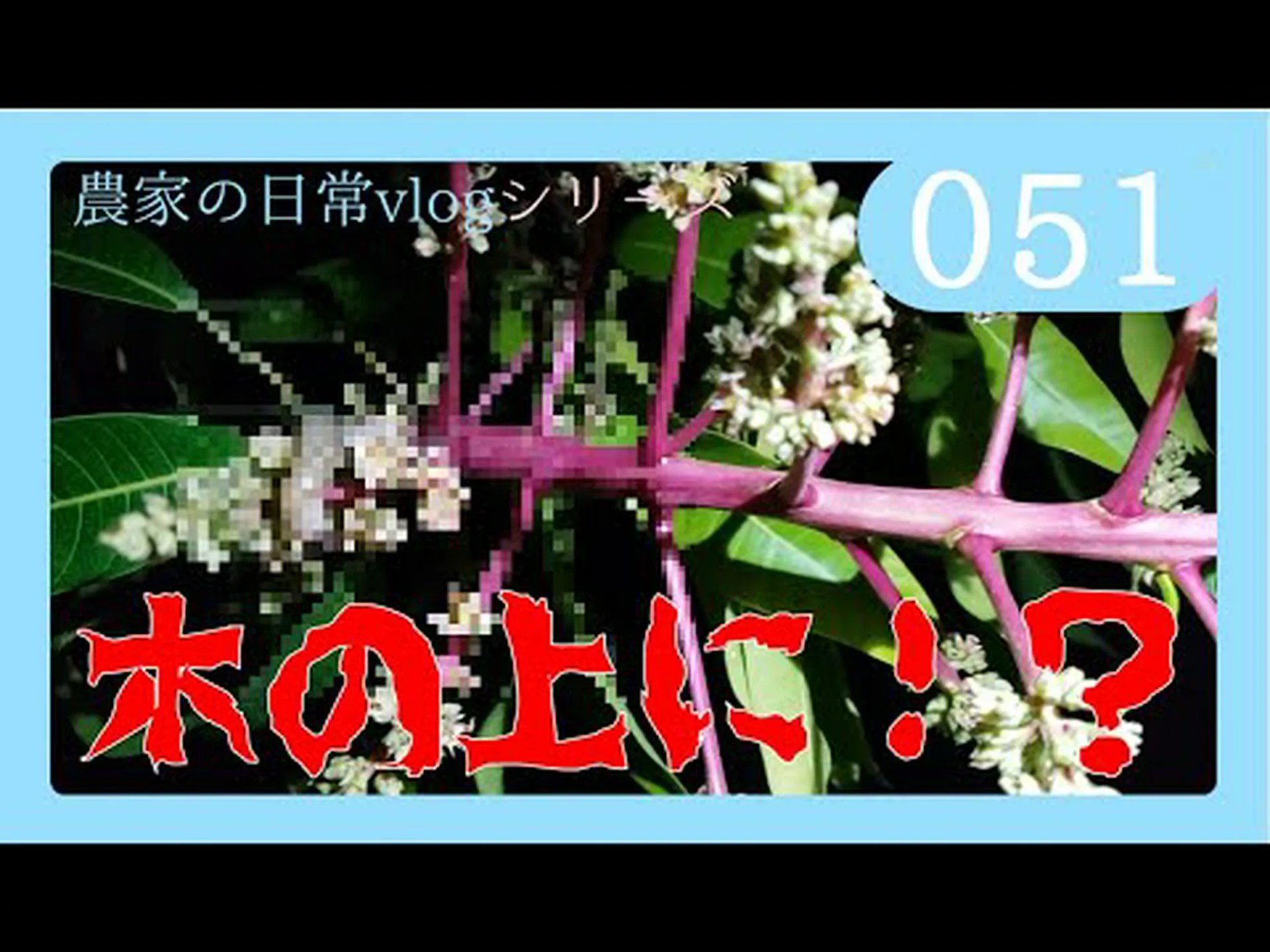 ヤシの木の害虫 ヤシの木の害虫