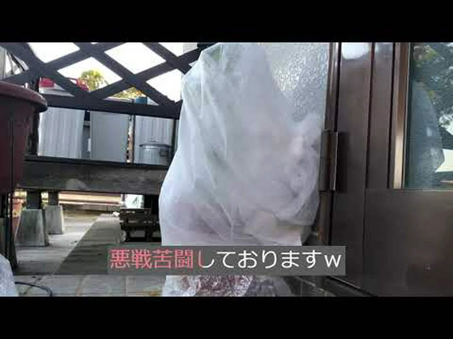 冬の柑橘類を守る 冬の柑橘類を守る