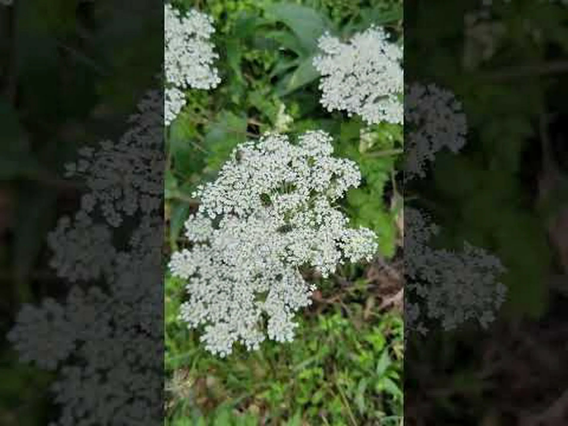 日本産アンジェリカの木、アラリー 日本産アンジェリカの木、アラリー