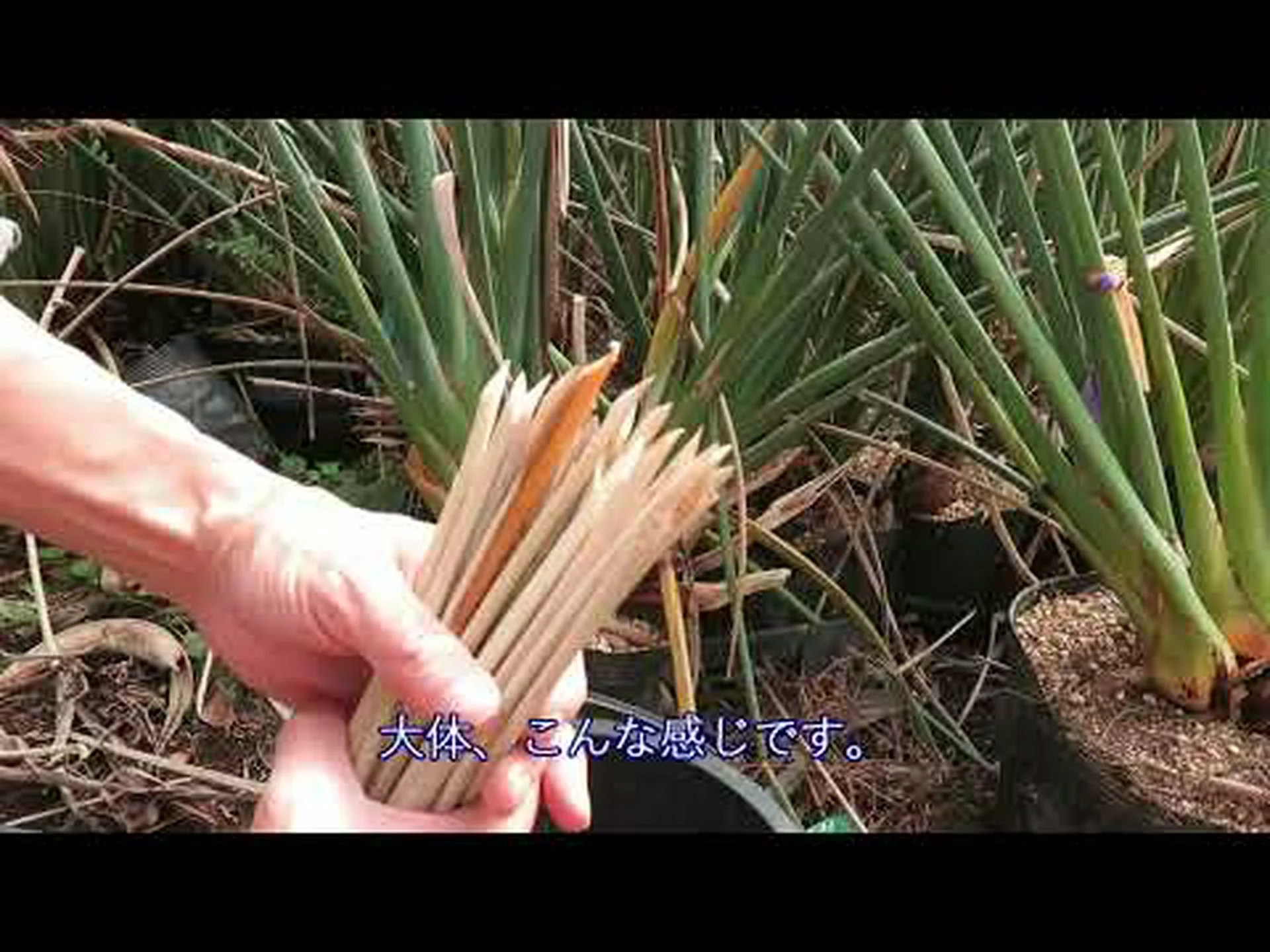 極楽鳥、ストレリチア 極楽鳥、ストレリチア