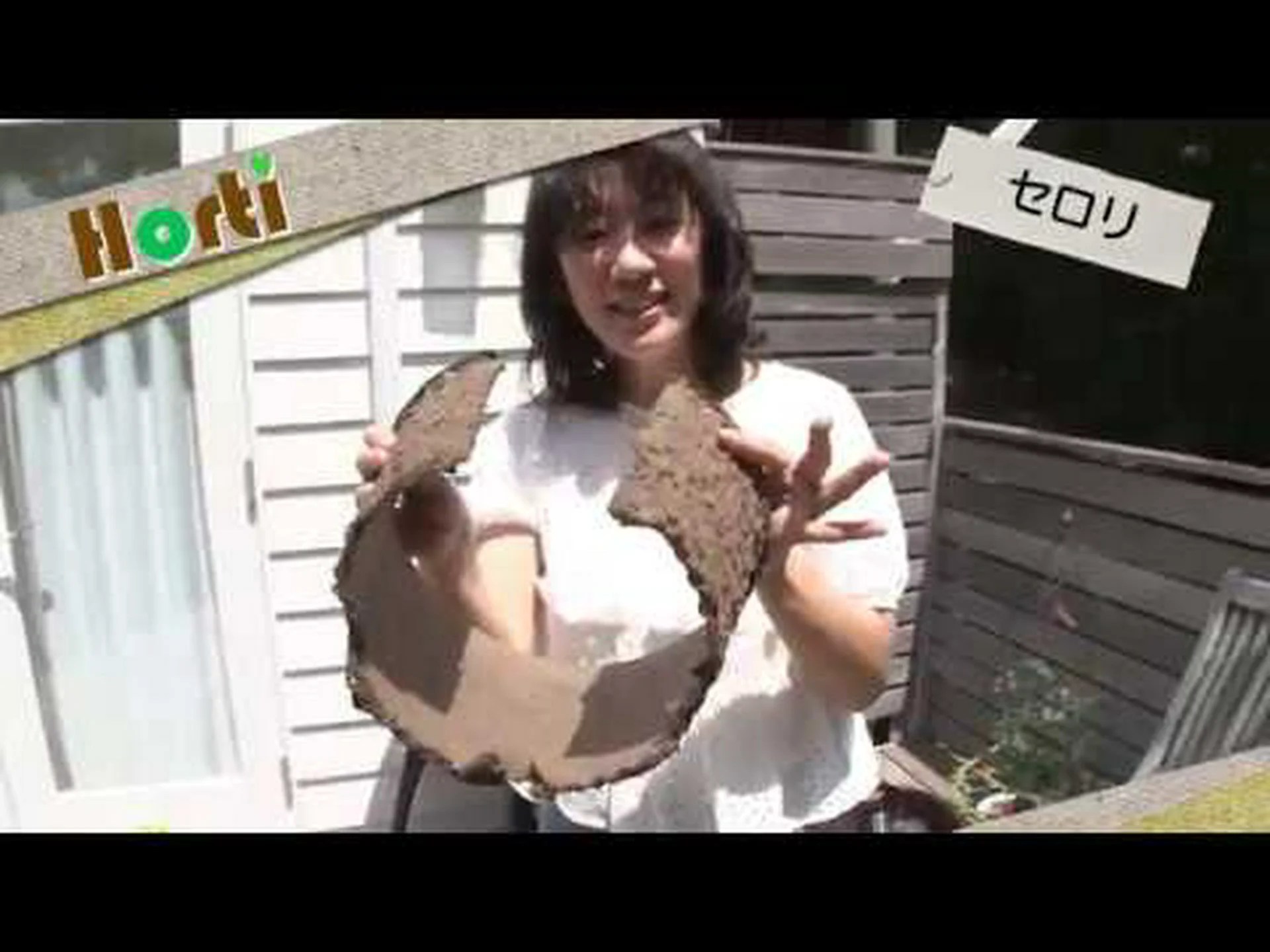 枝セロリ、リブセロリ 枝セロリ、リブセロリ