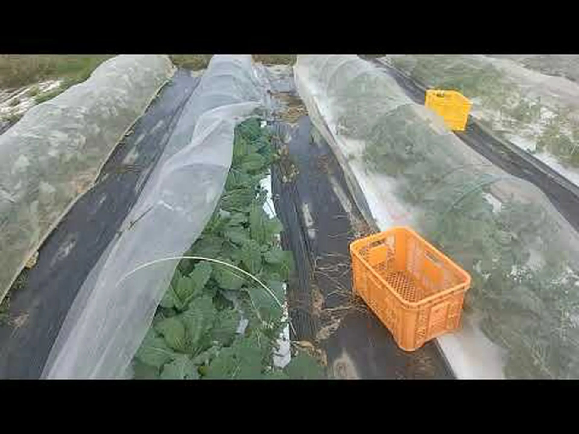 ケールキャベツ、ケールキャベツ、無頭ケール、ヤシキャベツ ケールキャベツ、ケールキャベツ、無頭ケール、ヤシキャベツ