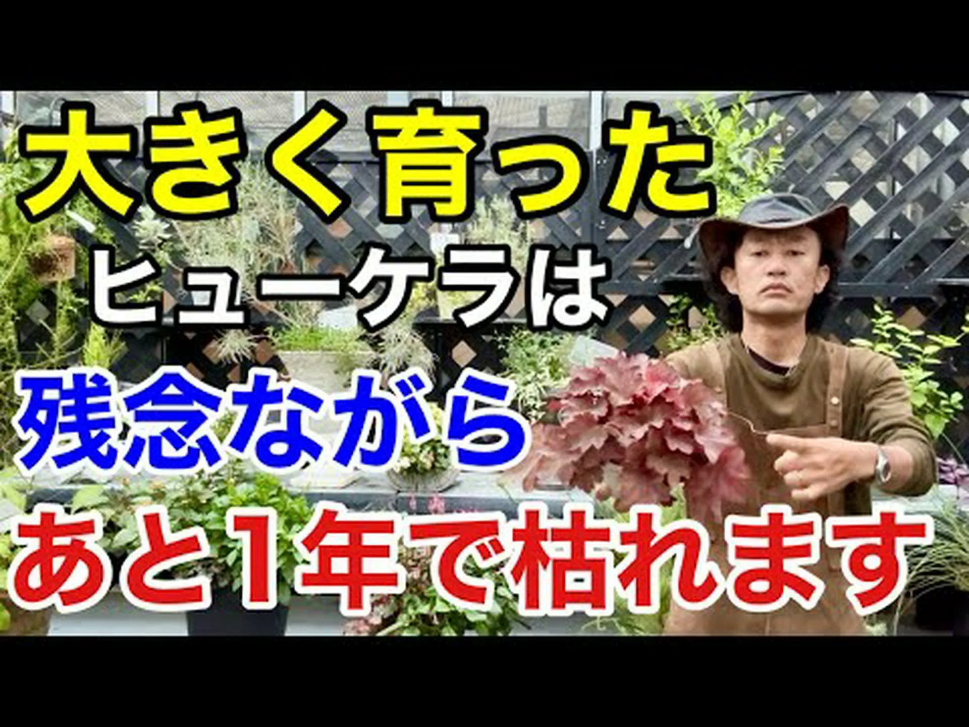 ケープヘザー ケープヘザー