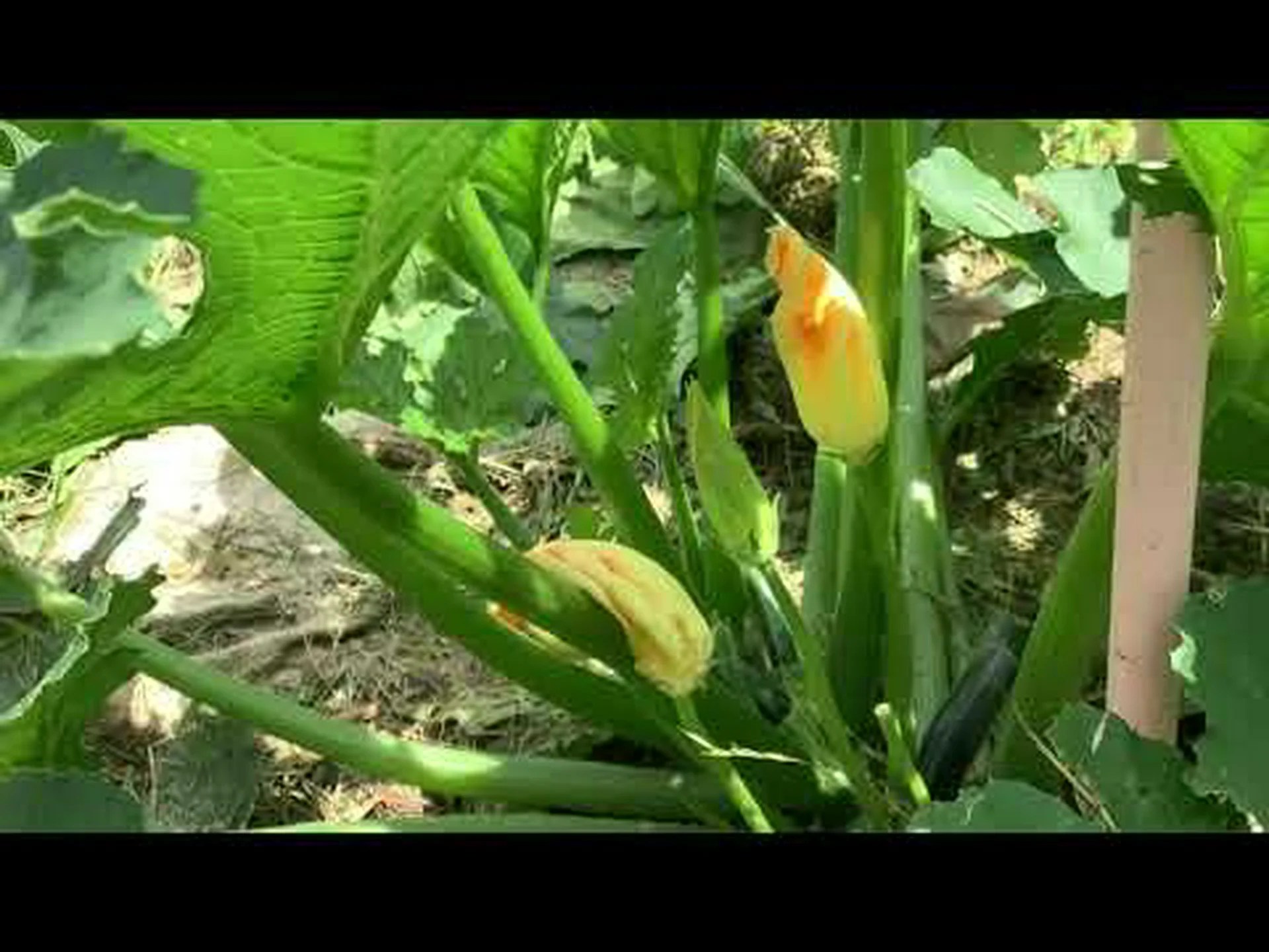 庭のパーマカルチャー 庭のパーマカルチャー