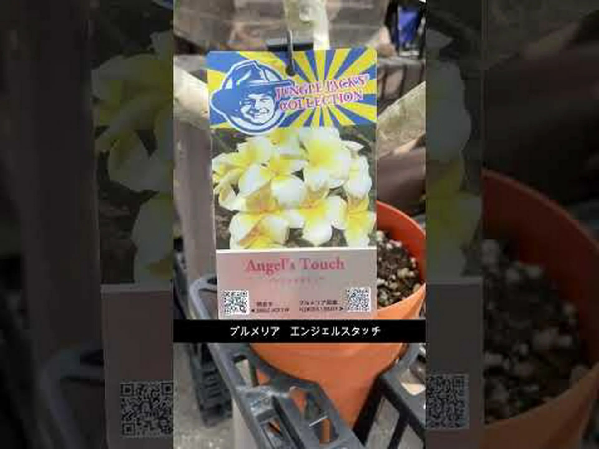 マッサージ用の植物 マッサージ用の植物