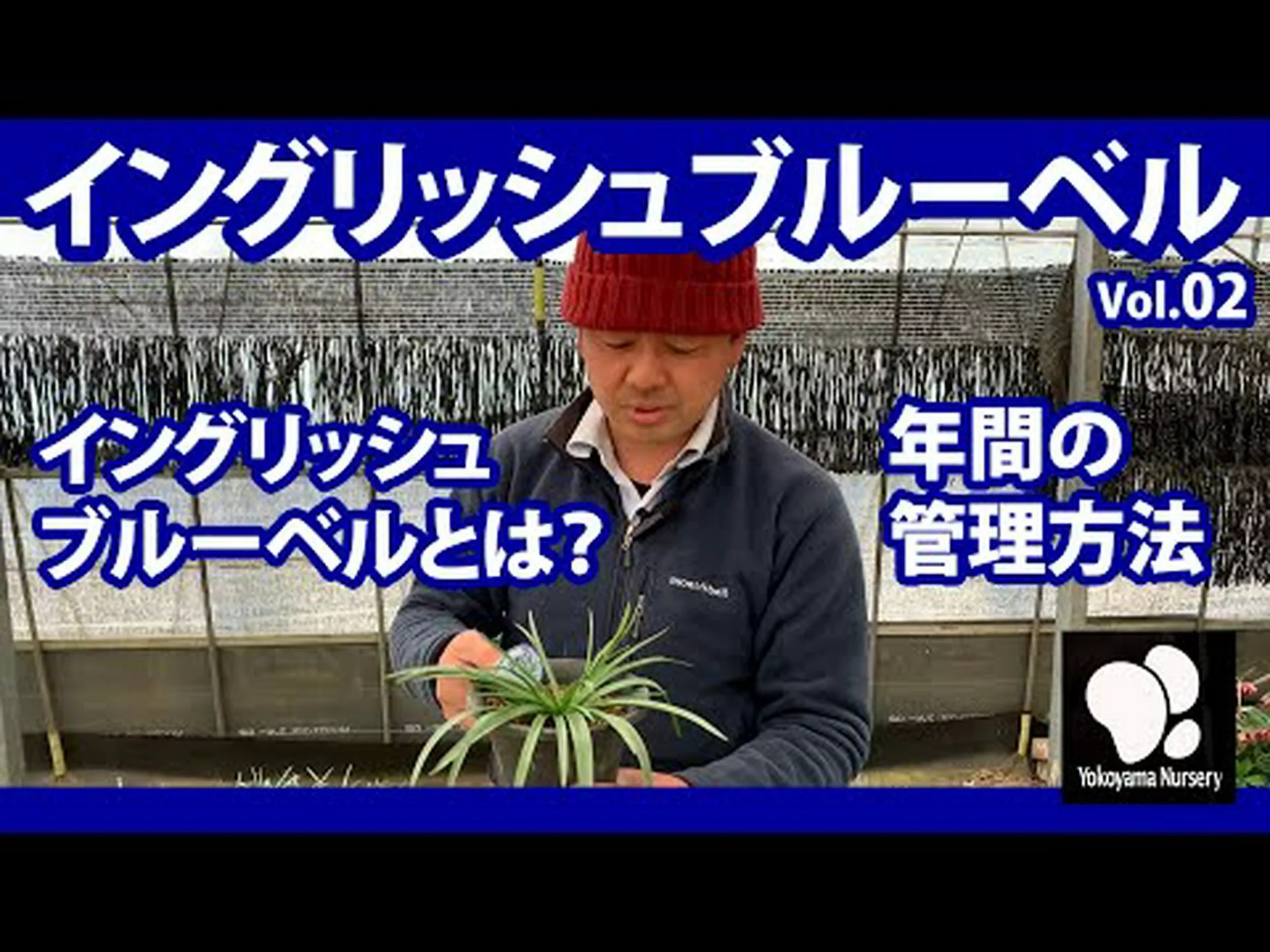 ブルーベル ブルーベル