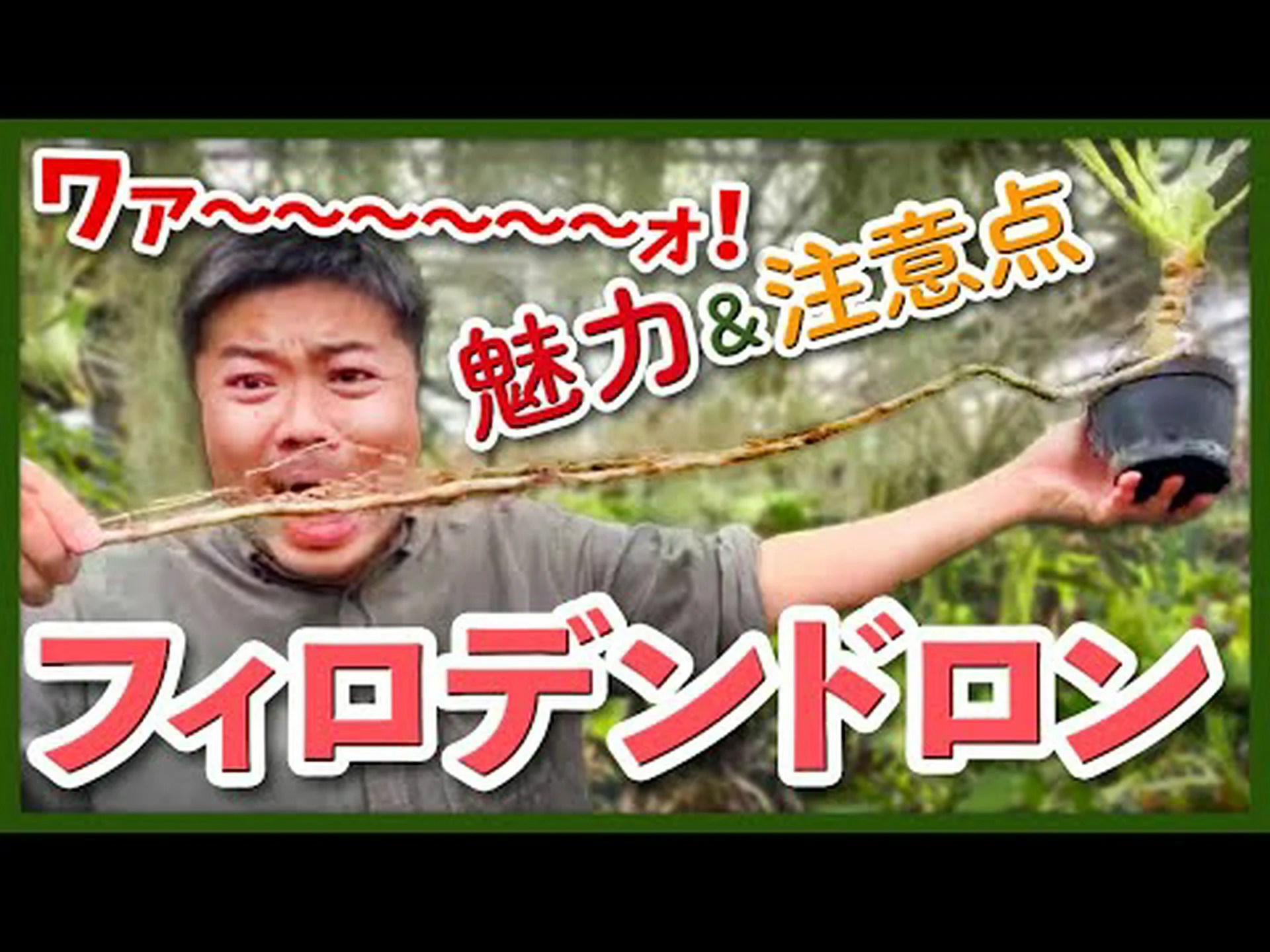 セロウム フィロデンドロン、セロウム、木のフィロデンドロン セロウム フィロデンドロン、セロウム、木のフィロデンドロン