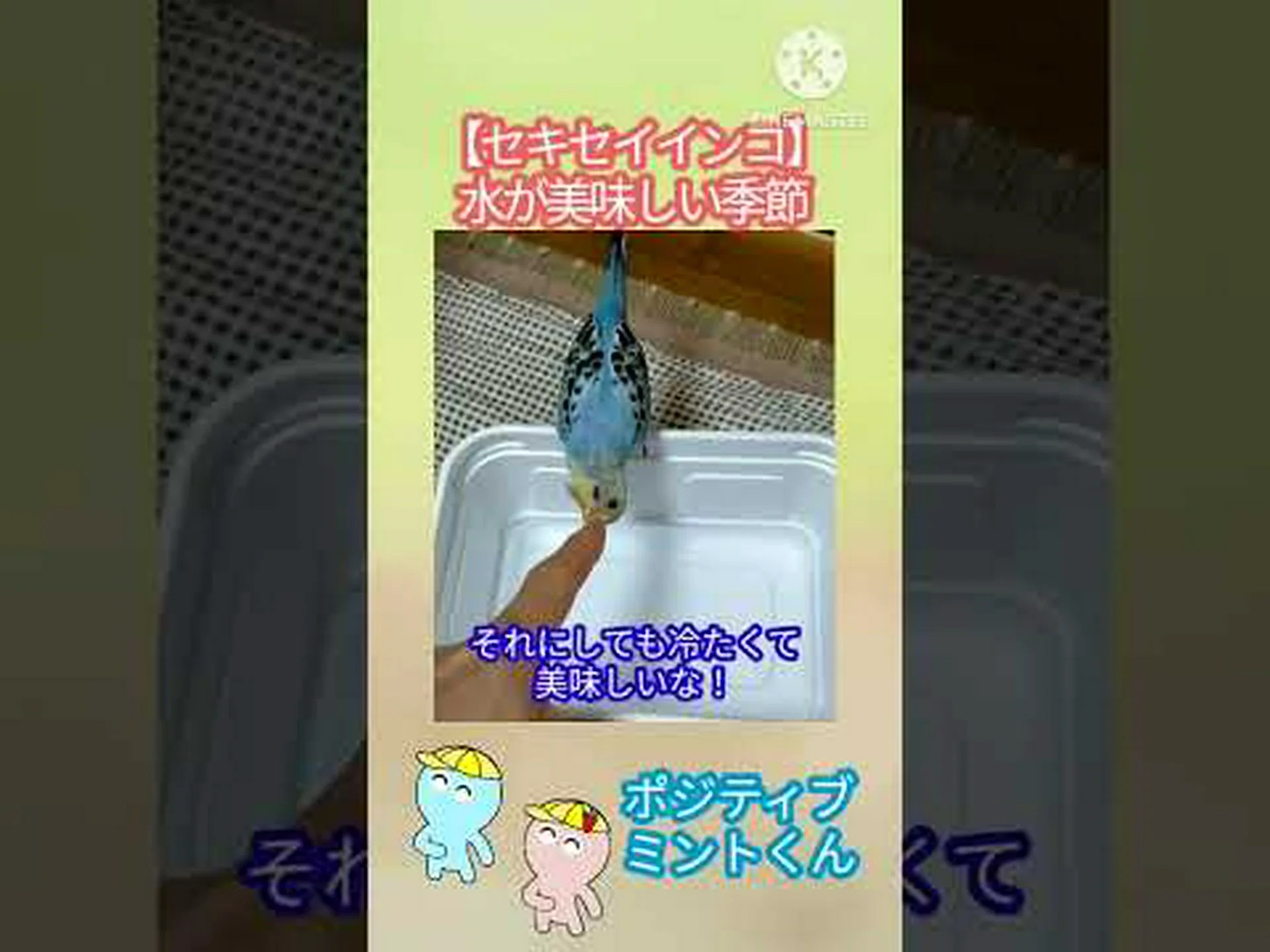 鳥にとって四季を通じて水が与えられる 鳥にとって四季を通じて水が与えられる