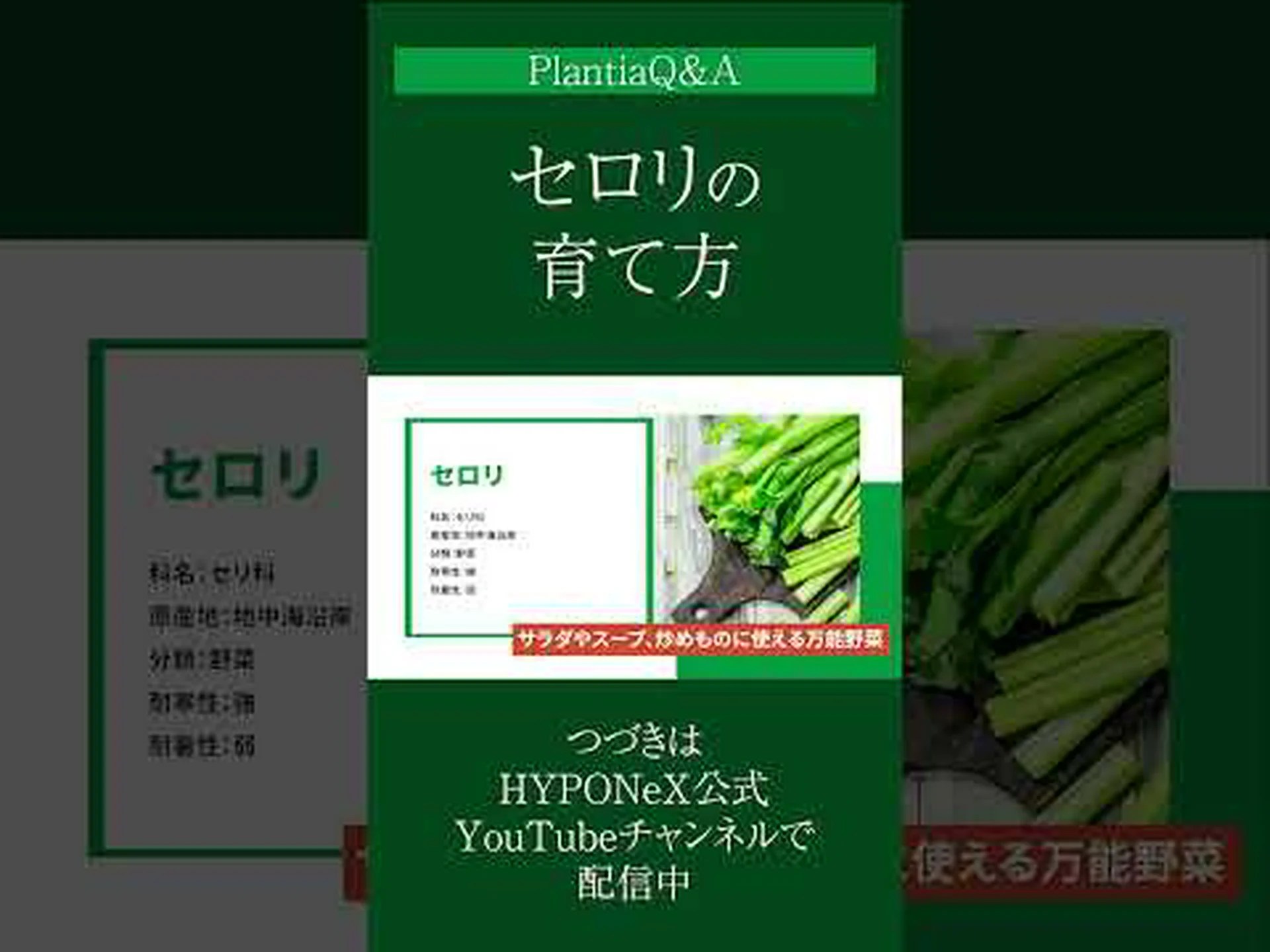 リーフセロリ、アジアセロリ、カットセロリ リーフセロリ、アジアセロリ、カットセロリ