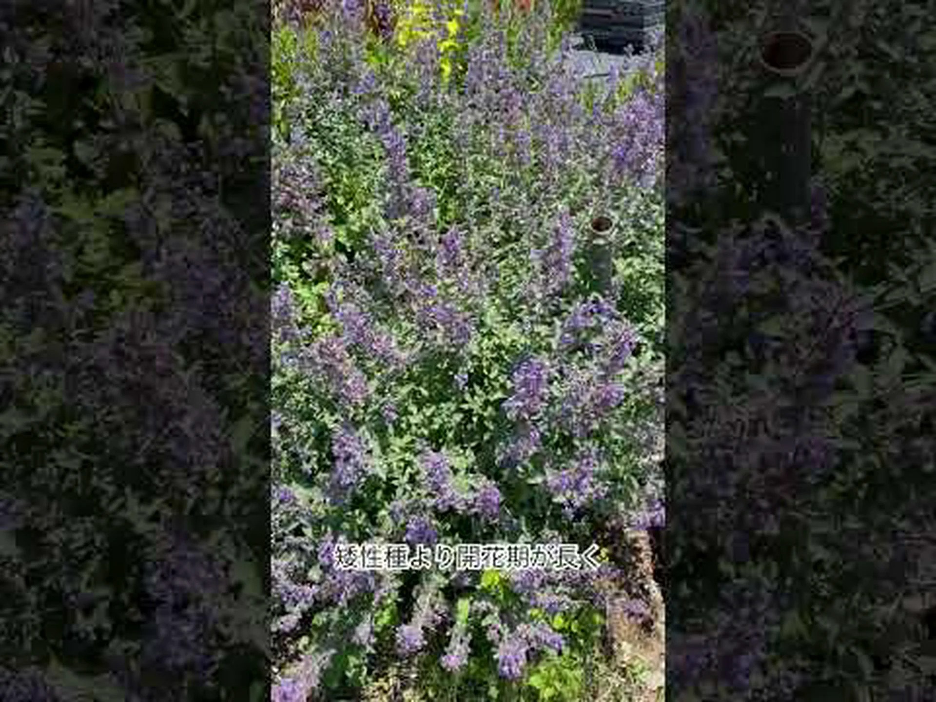 ネペタイエロー ネペタイエロー