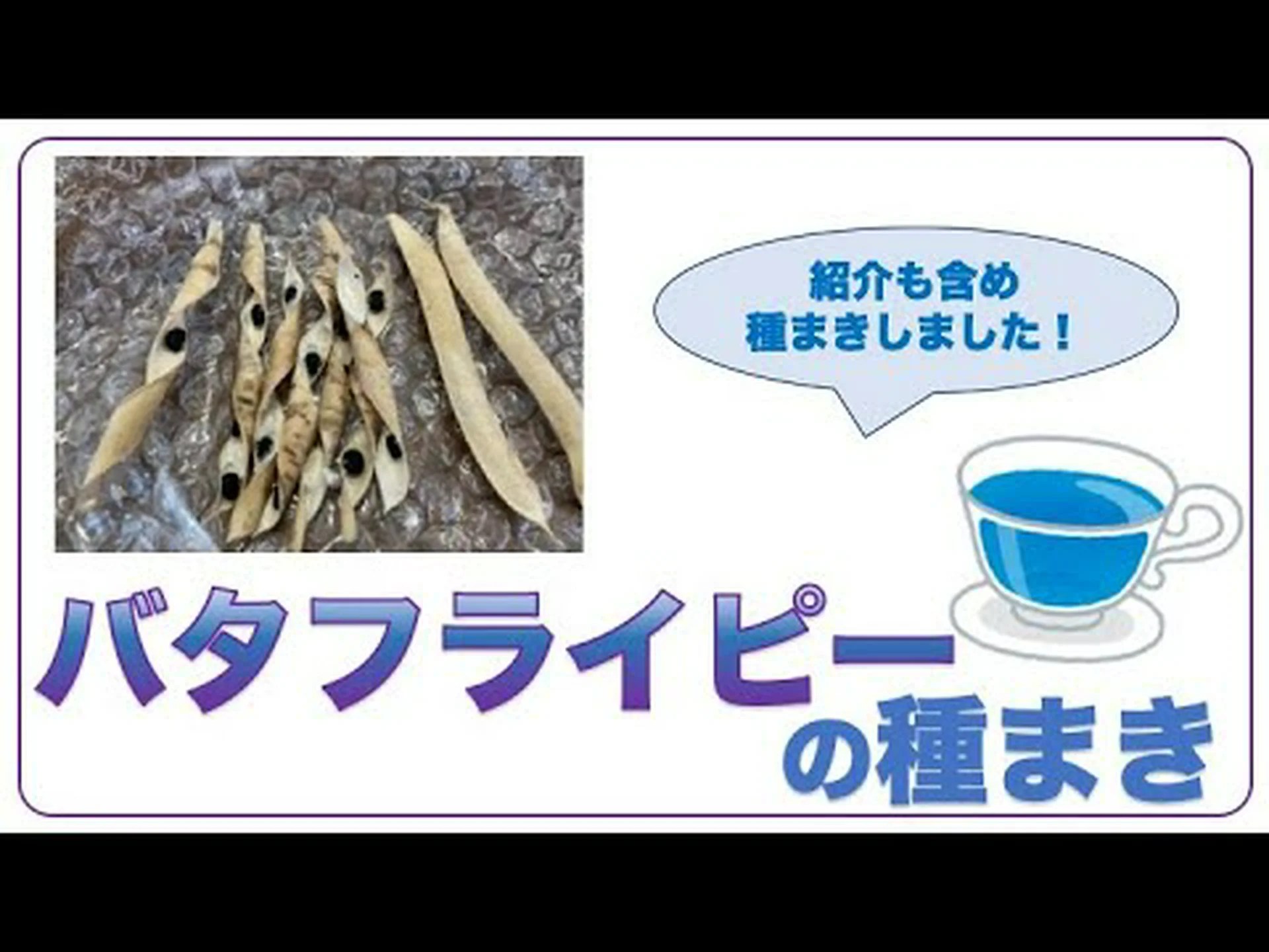 バタフライピー、ブルーピー、テルナテ島クリトリエ バタフライピー、ブルーピー、テルナテ島クリトリエ