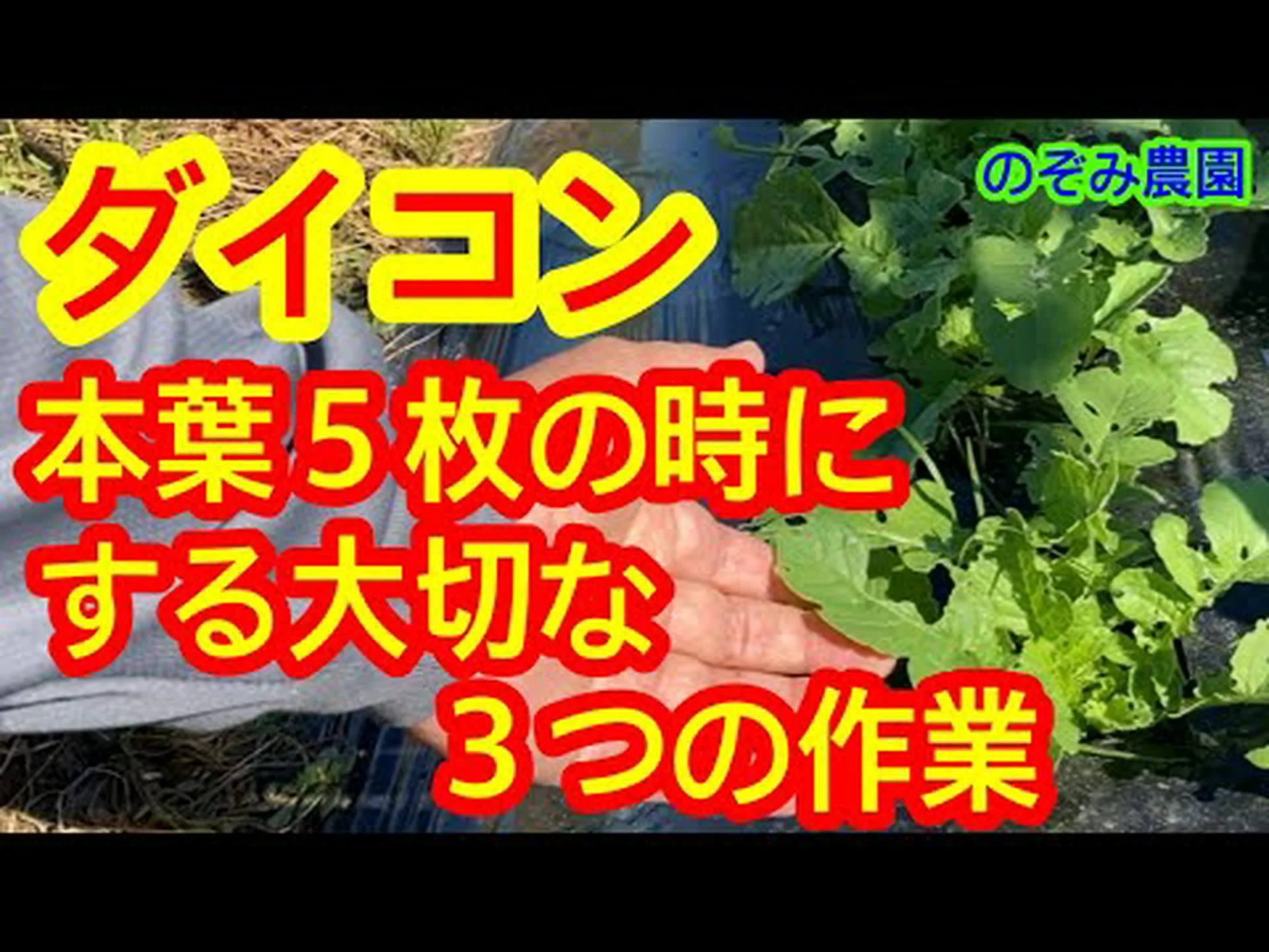 イベリド葉短コマ症 イベリド葉短コマ症