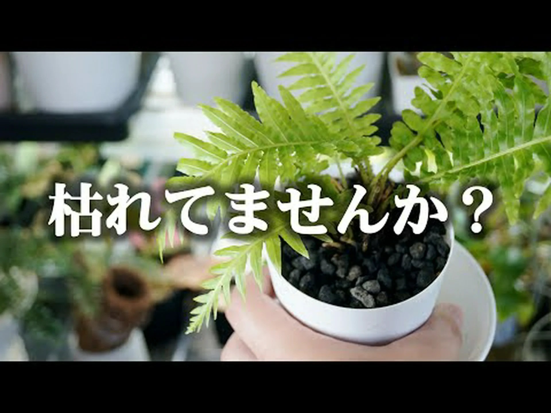 シダの葉を使ったマルチ シダの葉を使ったマルチ