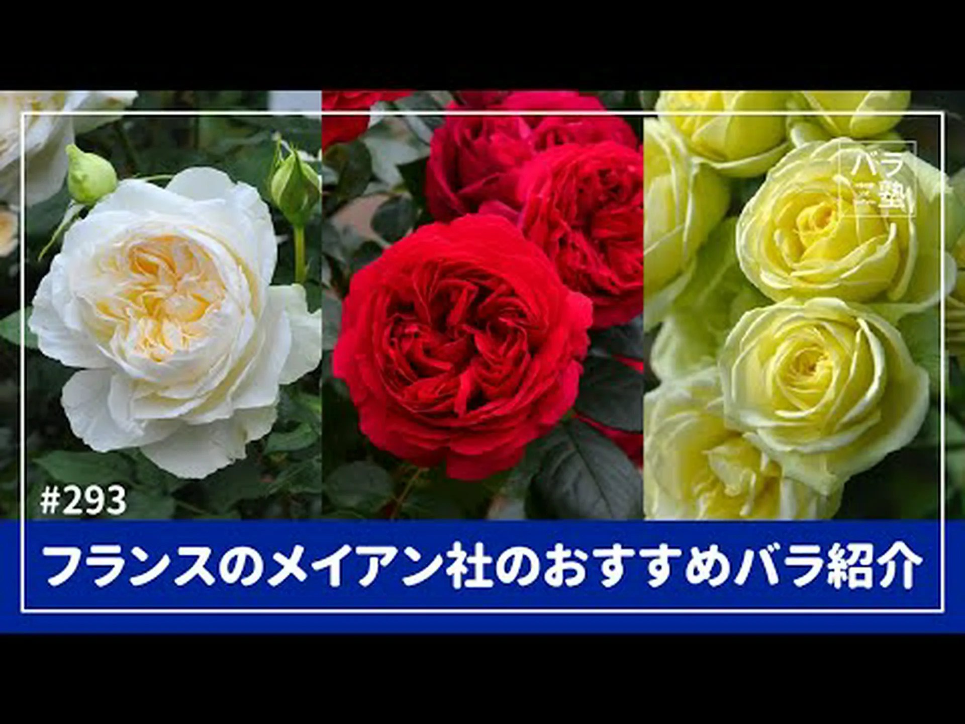 フランスの有名なバラ生産者 フランスの有名なバラ生産者