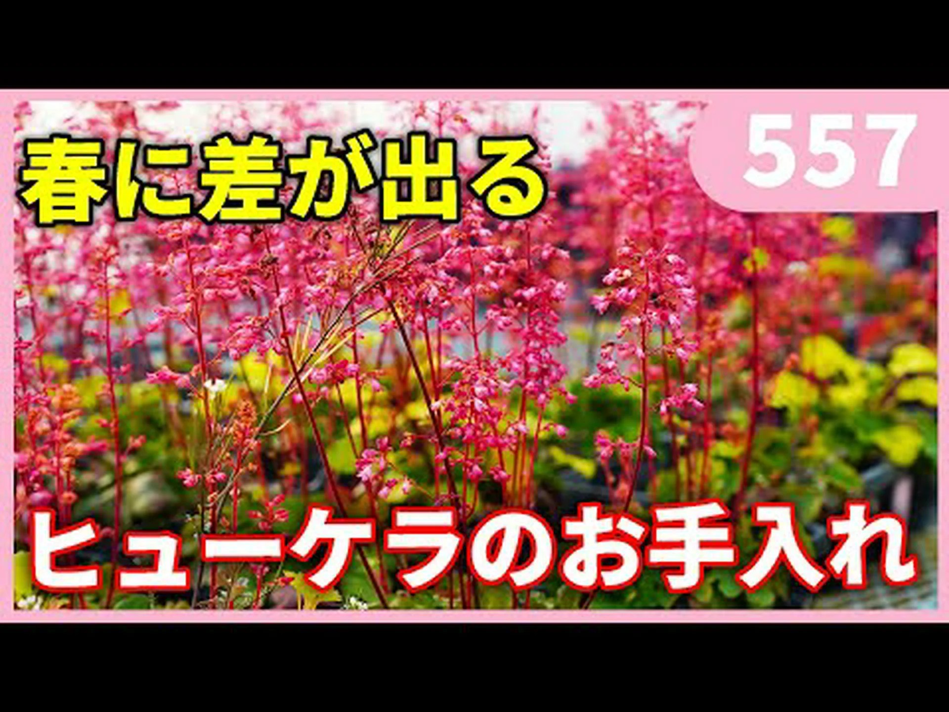 ヒューケラ、ティアレル、ヒューケラス ヒューケラ、ティアレル、ヒューケラス